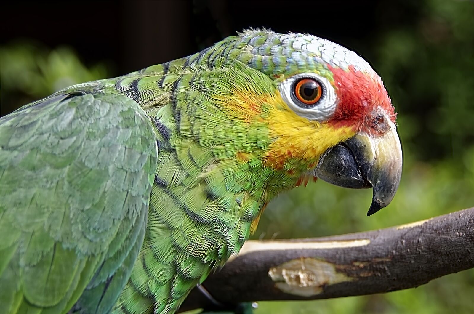 Nikon D7000 sample photo. Parrot, bird, exotic photography