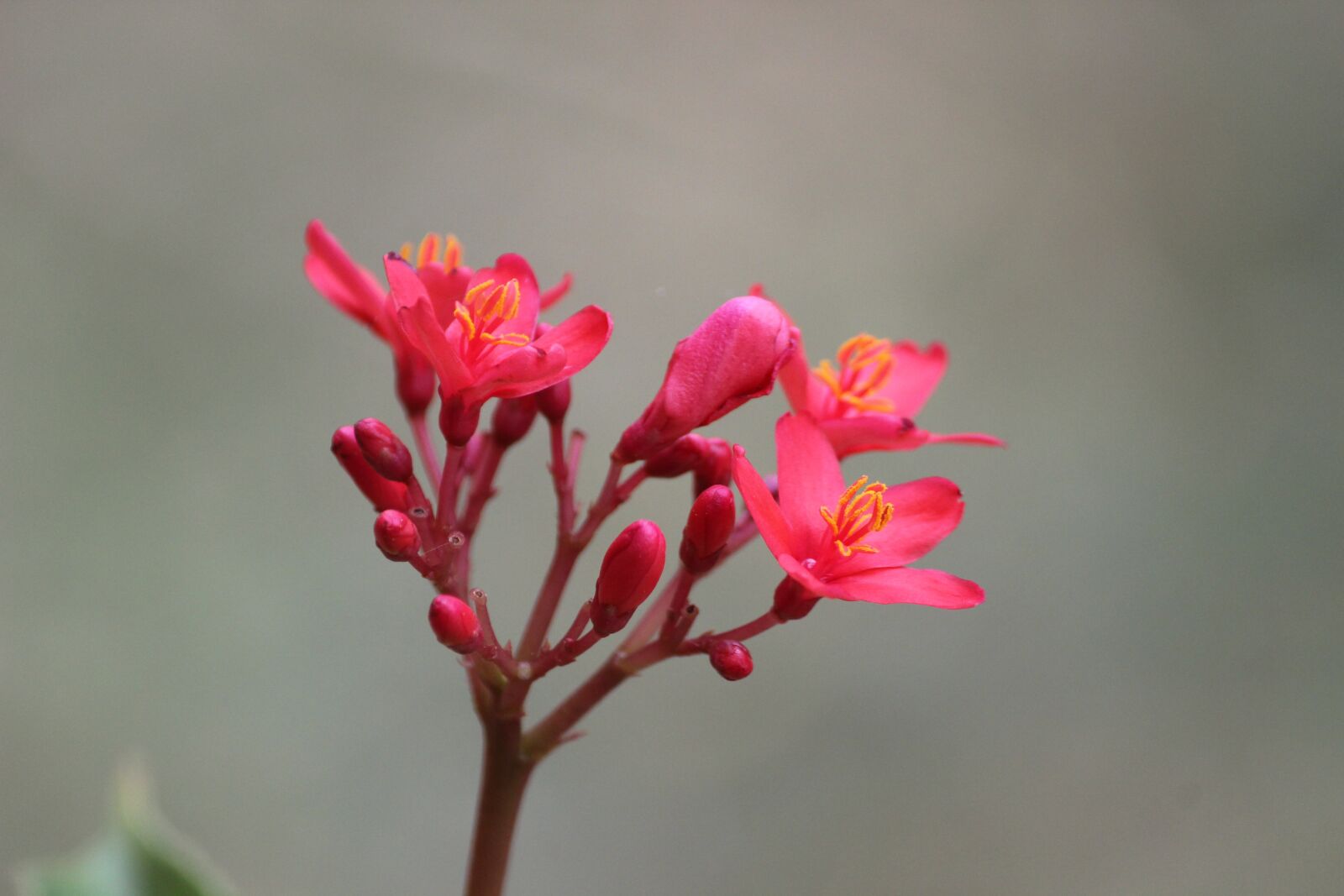 Canon EF-S 55-250mm F4-5.6 IS II sample photo. Flower, pink, nature photography
