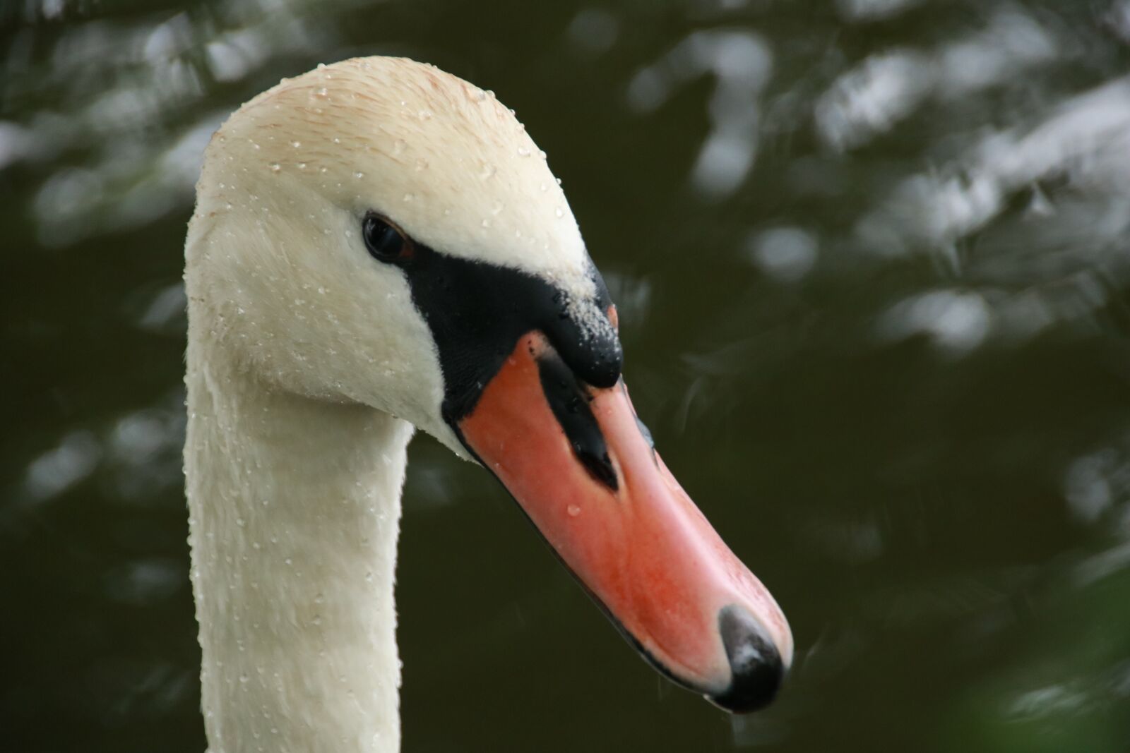 Canon EOS 750D (EOS Rebel T6i / EOS Kiss X8i) sample photo. Swan, river, nature photography