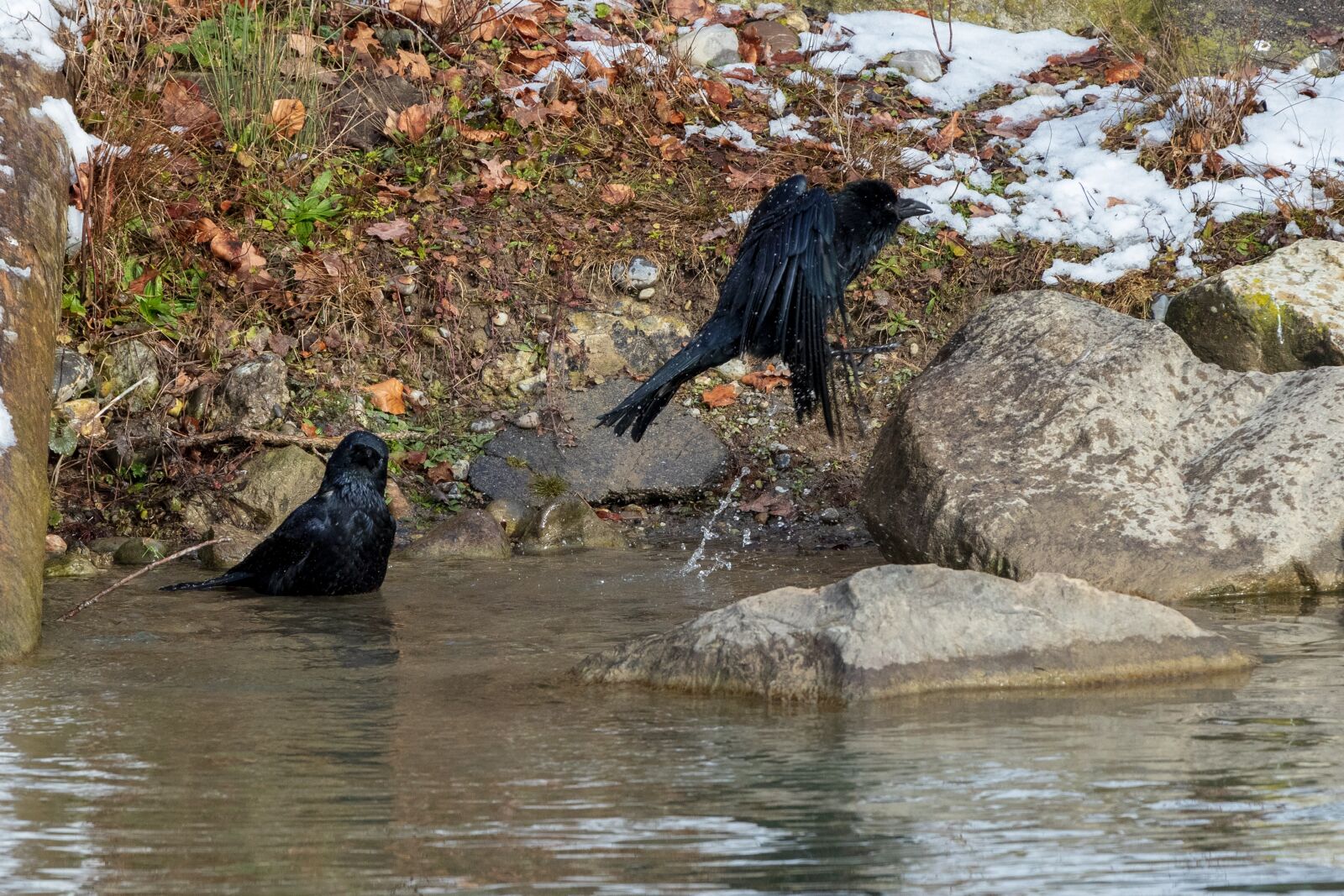 Canon EOS 6D Mark II sample photo. Crow, swim, flying photography