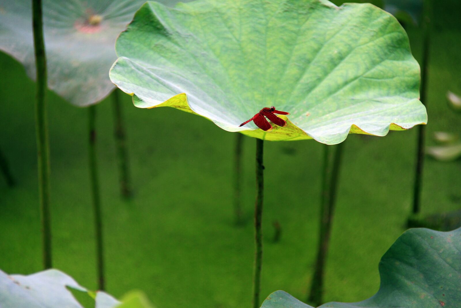 Canon EF-S 18-200mm F3.5-5.6 IS sample photo. Lotus leaf, red dragonfly photography