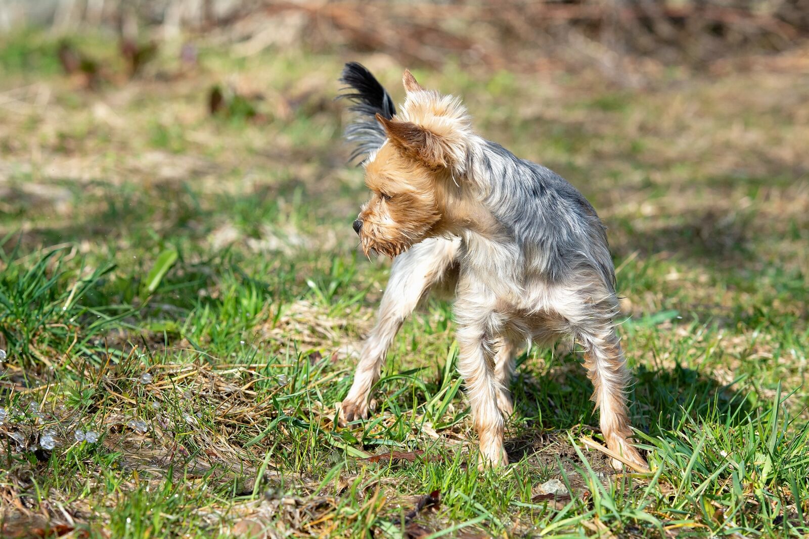 Nikon D7100 sample photo. Dog, small, yorki photography
