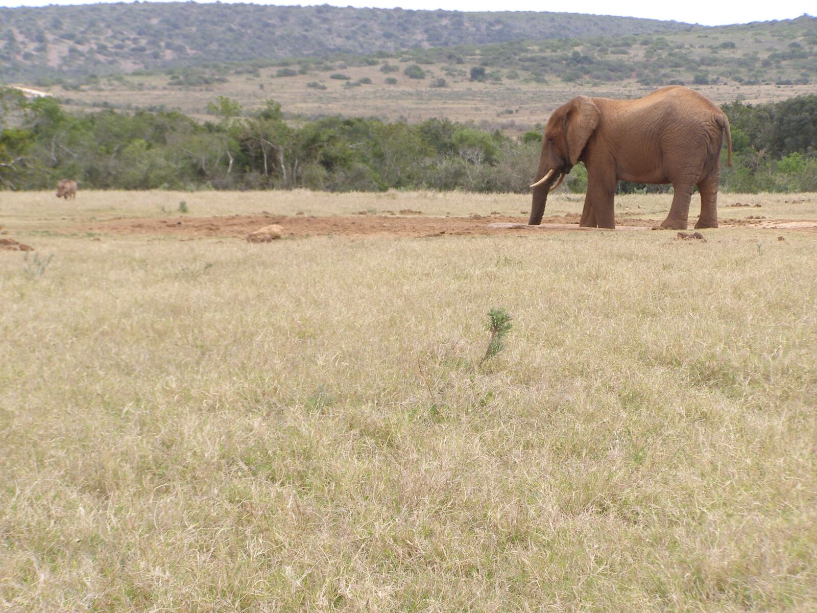 Olympus SP500UZ sample photo. Elephant, drinking, safari photography