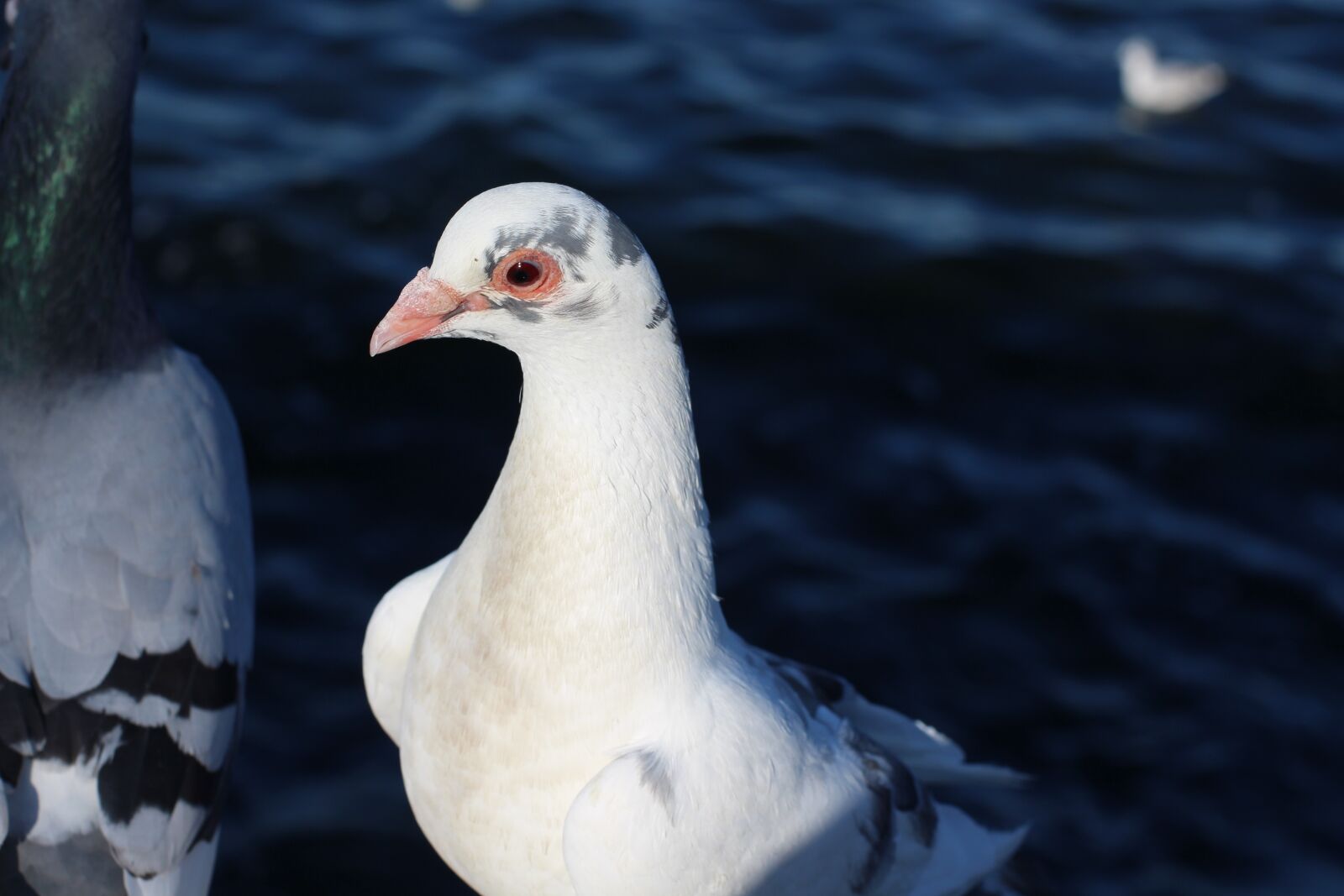 Canon EOS 700D (EOS Rebel T5i / EOS Kiss X7i) + Canon EF 50mm F1.4 USM sample photo. Pigeons, water, sea photography