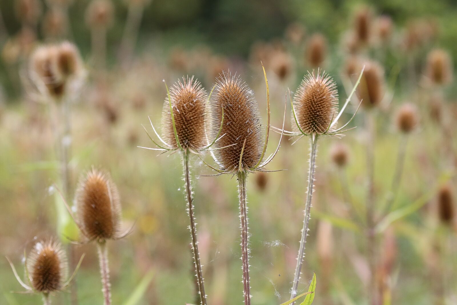 Canon EOS 5D Mark III sample photo. Teazel, plant, teasel photography