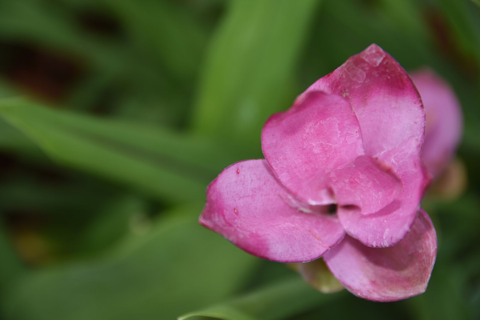 Nikon D7200 sample photo. Siam tulip, flower, pink photography