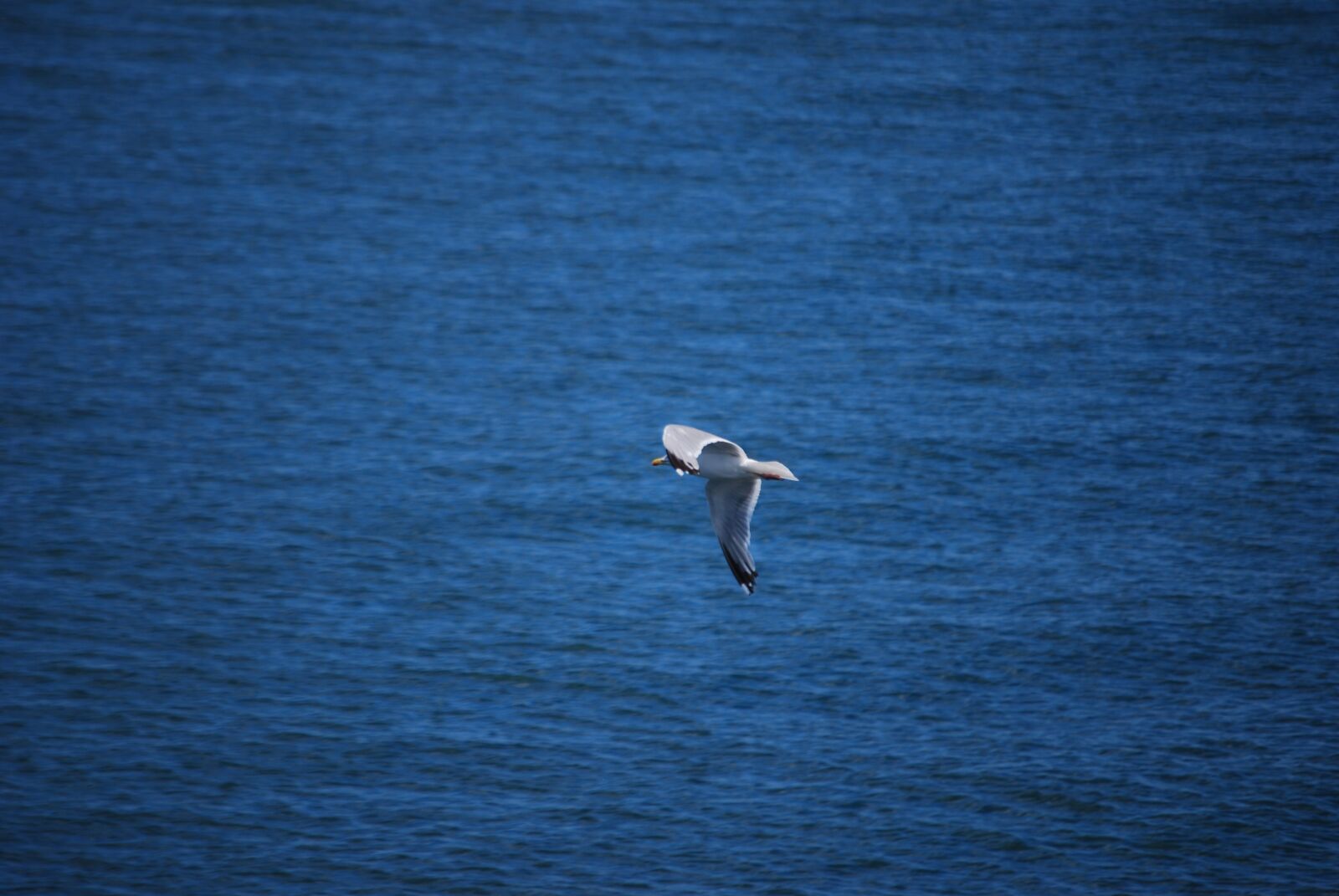 Nikon D60 sample photo. Seabirds, the sea, birds photography