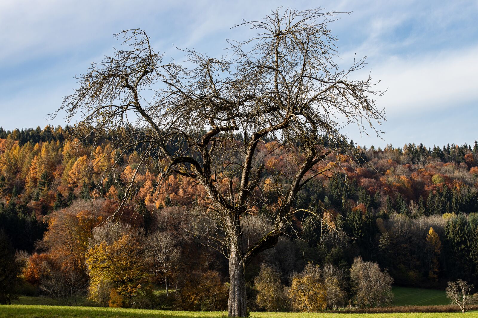 Canon EF 70-300mm F4-5.6 IS USM sample photo. Landscape, forest, tree photography