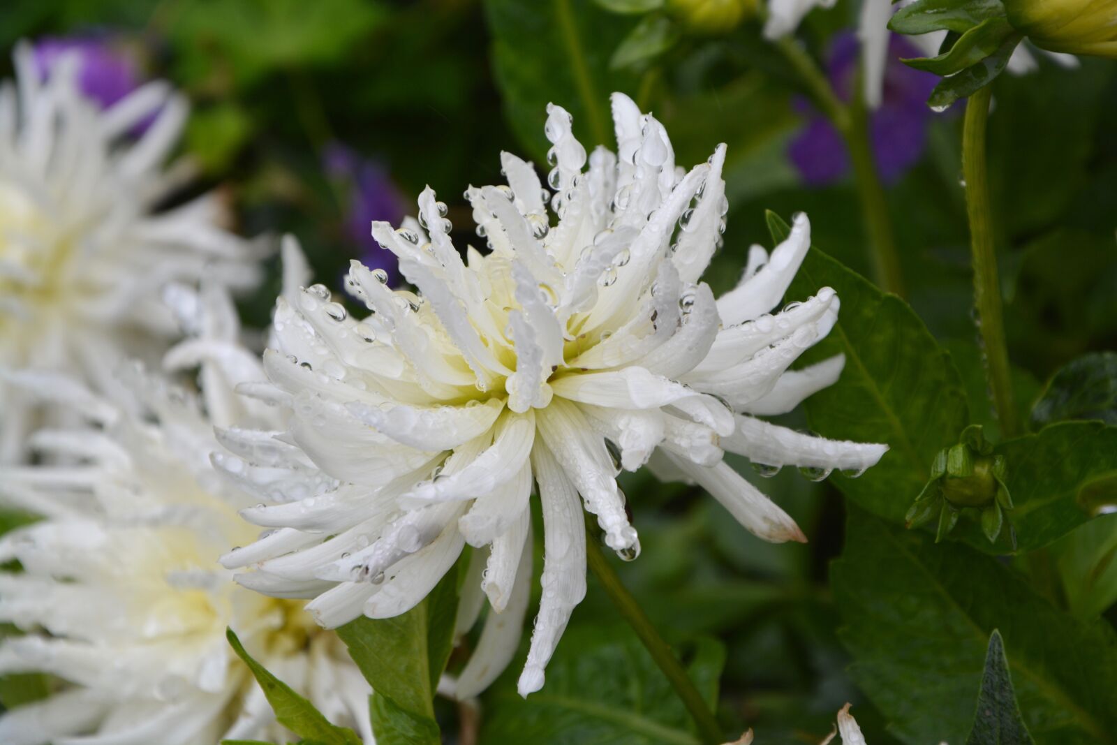Nikon D5200 sample photo. White flowers, nature, bouquet photography