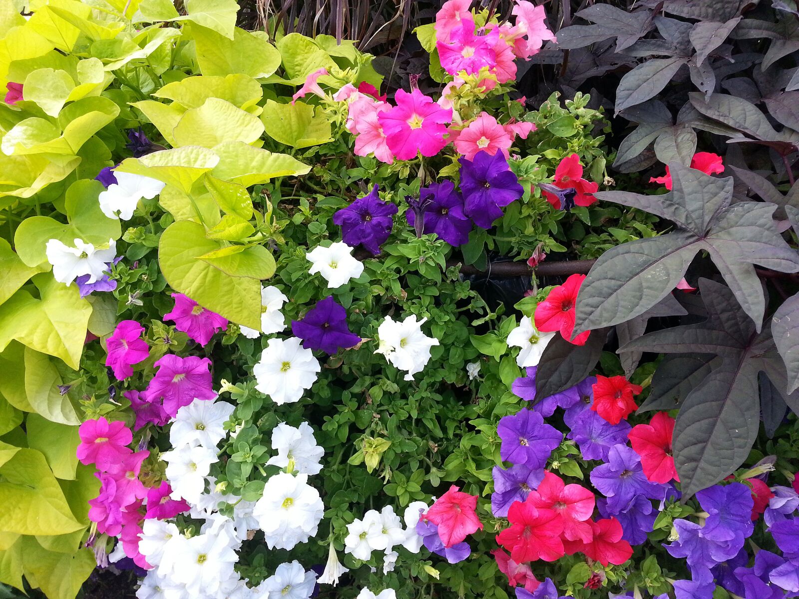 Samsung Galaxy S3 sample photo. Petunias, colorful, flowers photography