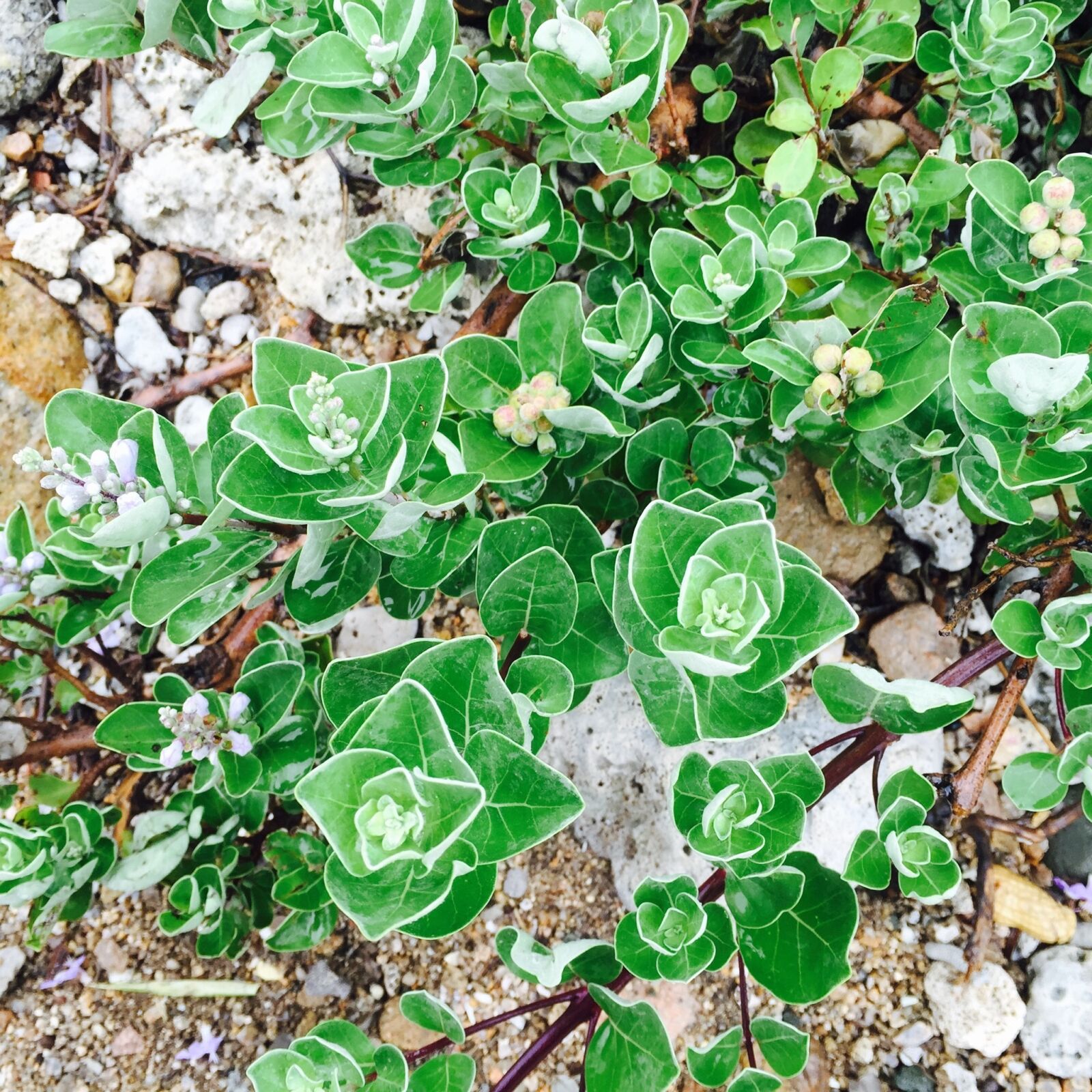 Apple iPhone 6 sample photo. Wild plant, stone growing photography
