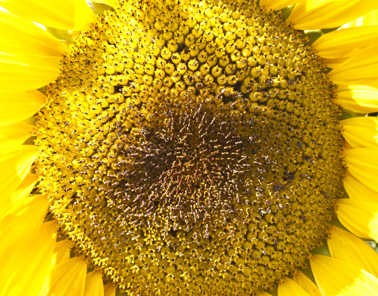 Nikon D3000 sample photo. Closeup, flower, petals, plant photography