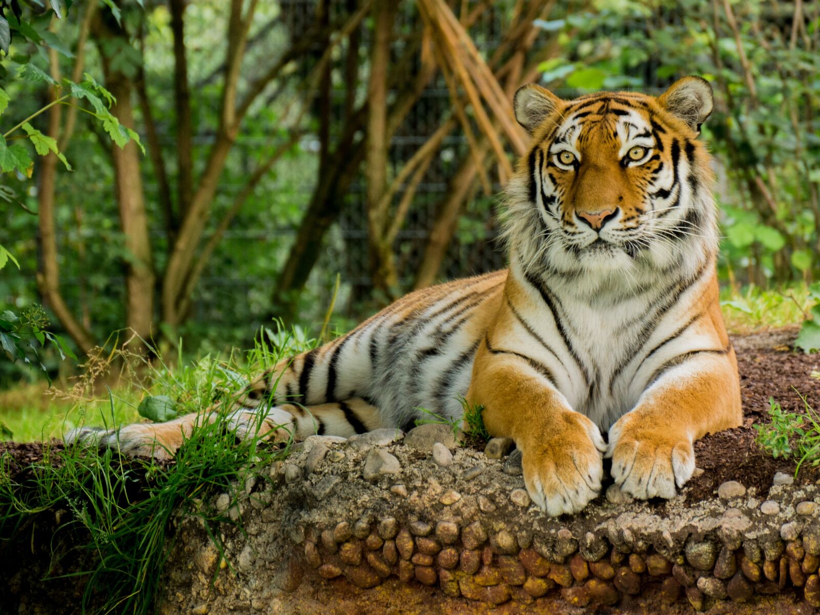 Panasonic DMC-G81 sample photo. Tiger, predator, animal photography