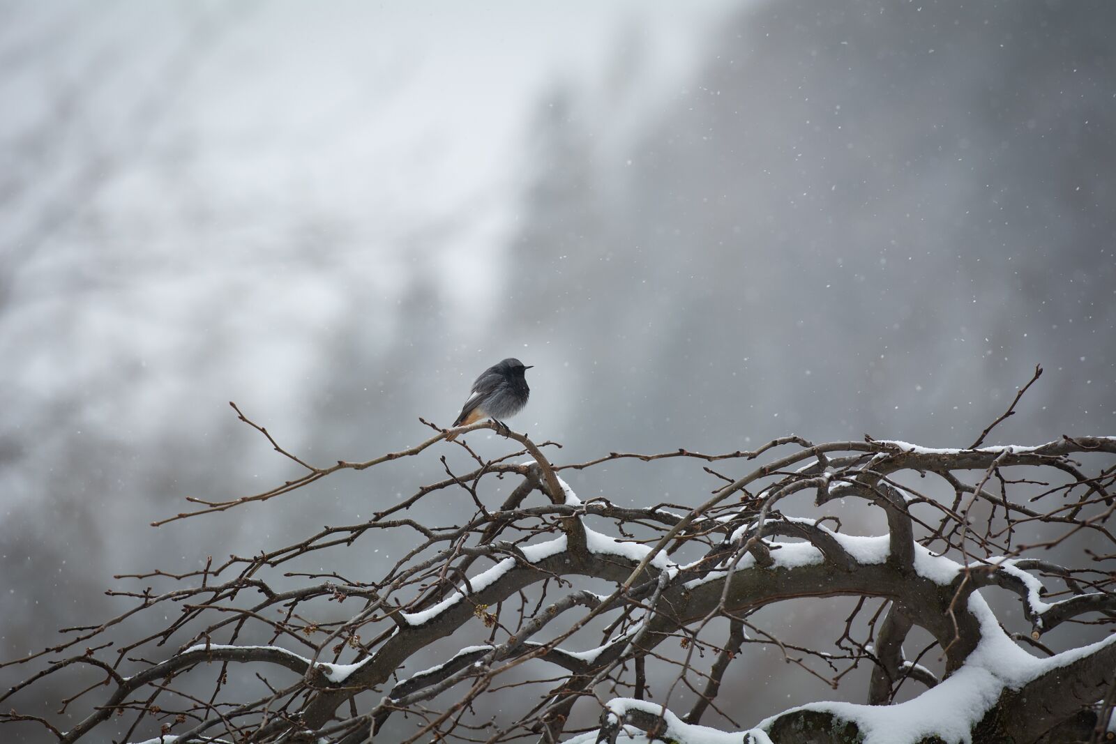 Nikon D7100 sample photo. Bird, lonely, tree photography