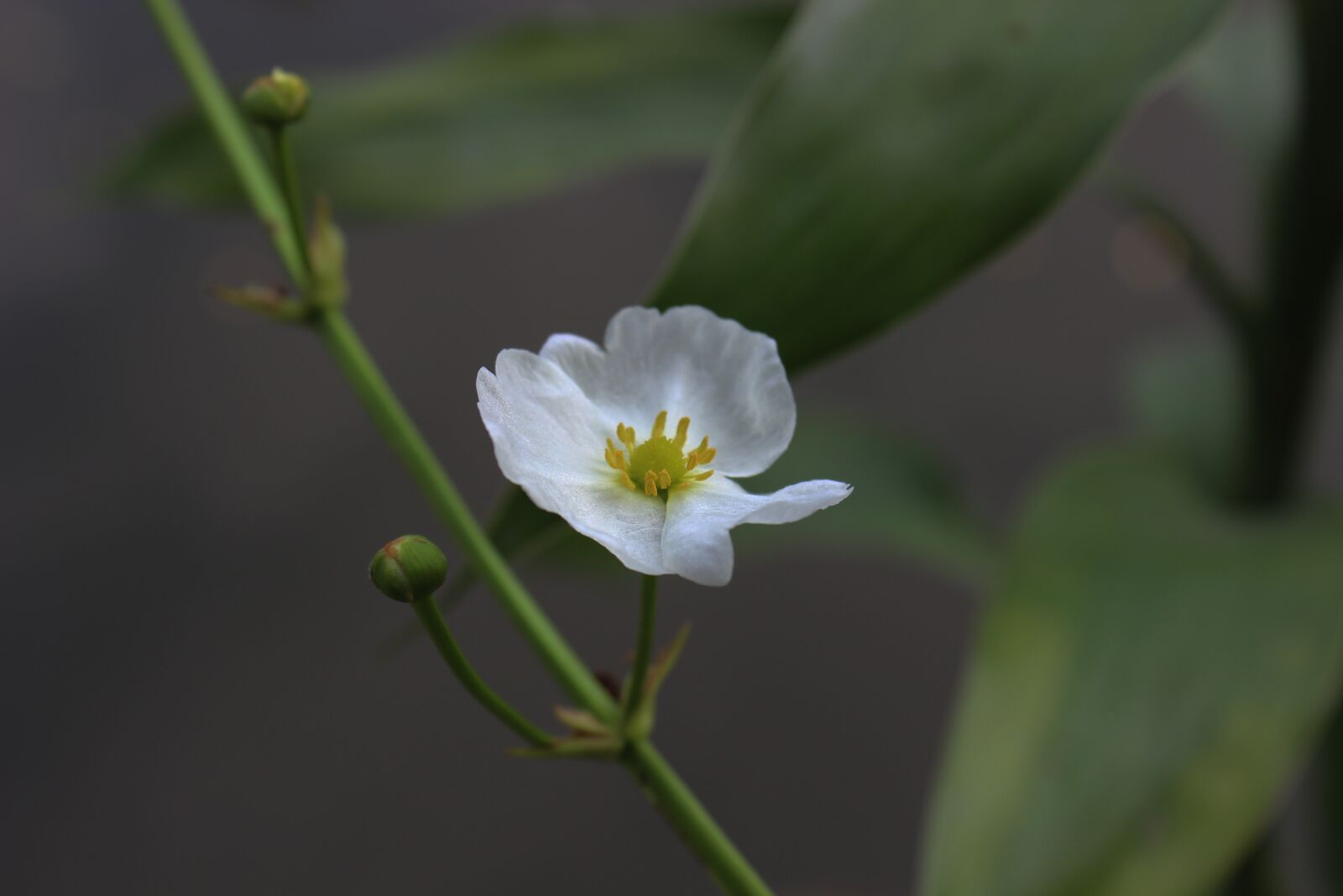 Canon EOS 600D (Rebel EOS T3i / EOS Kiss X5) sample photo. Flowers, white, amazon photography