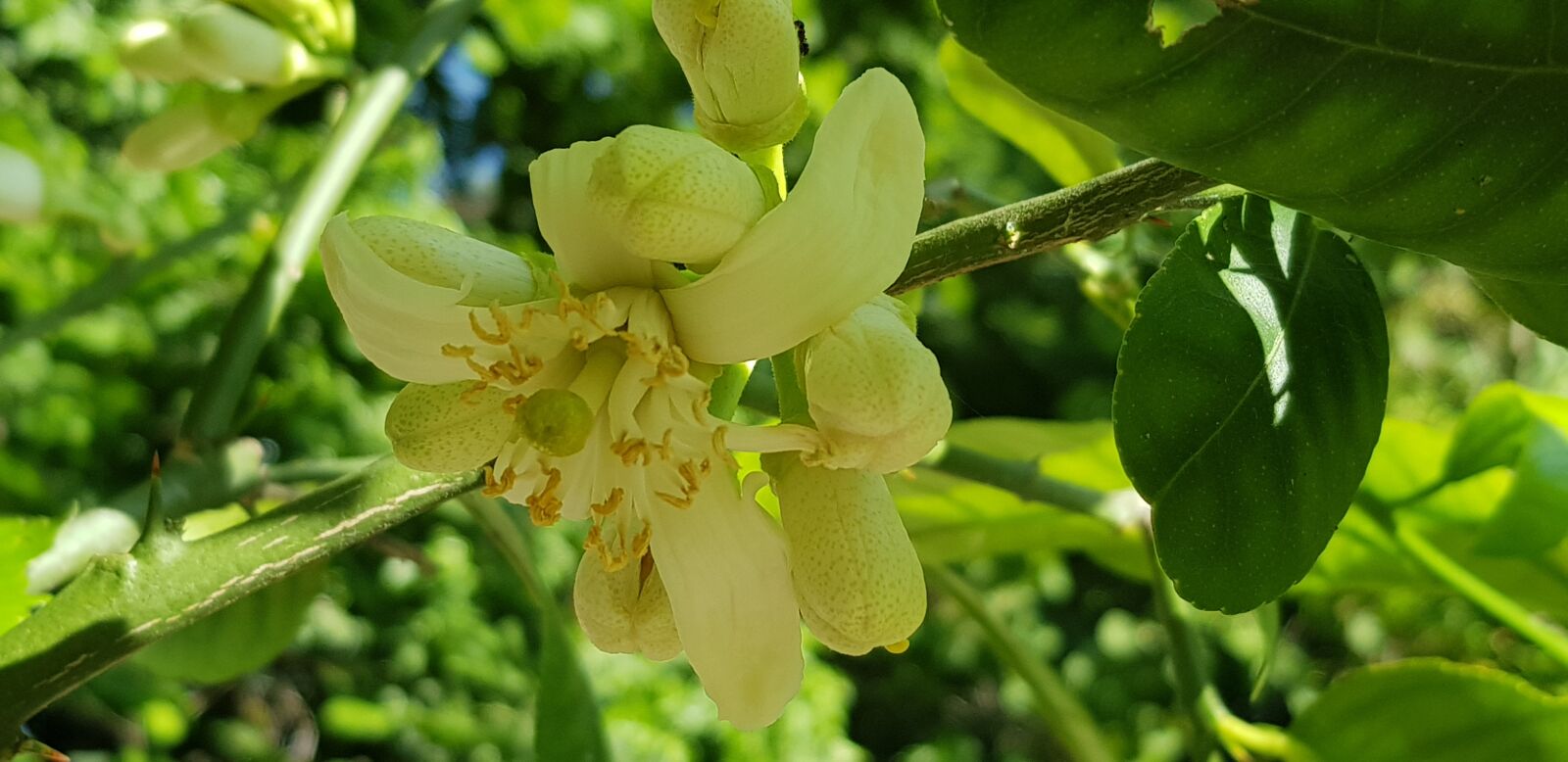 Samsung Galaxy S8+ sample photo. Nature, citrus fruits, flower photography