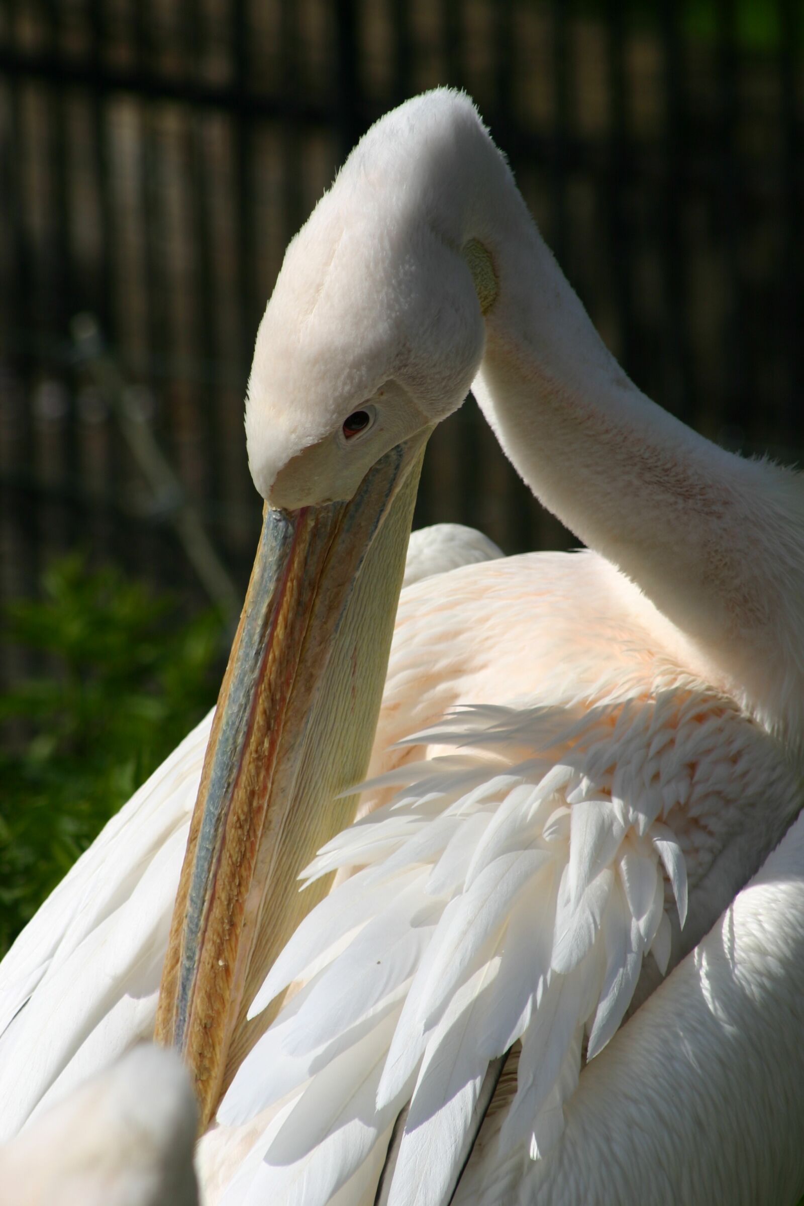 Canon EOS 300D (EOS Digital Rebel / EOS Kiss Digital) sample photo. Bird, pelican, feathers photography