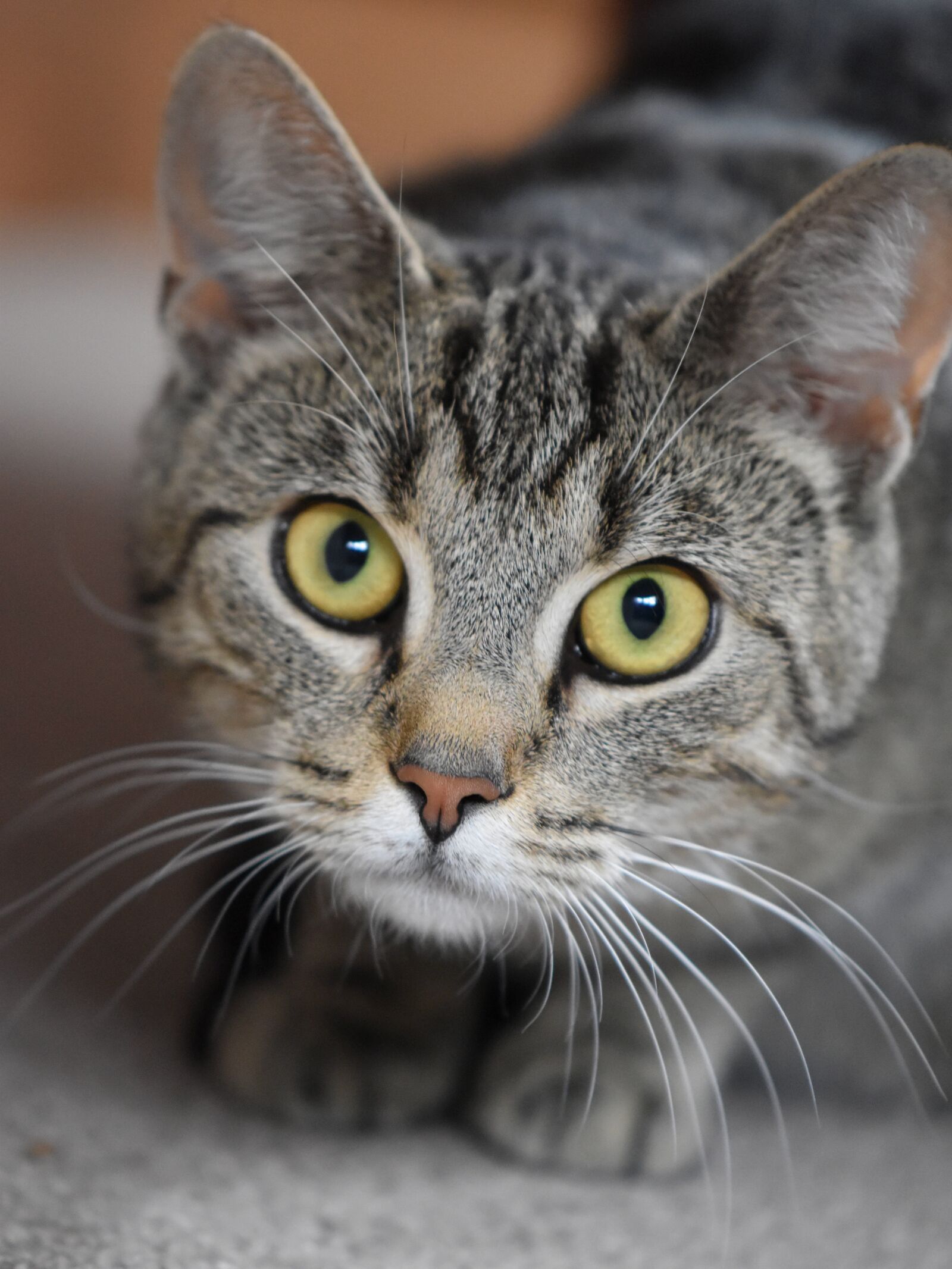 Nikon D5600 sample photo. Cat, cat portrait, cat's photography