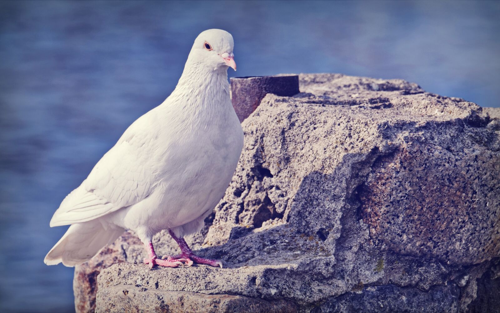 Nikon D5300 sample photo. Pigeon, white, bird photography