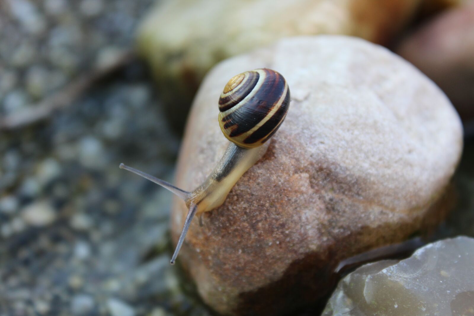 Canon EOS 1200D (EOS Rebel T5 / EOS Kiss X70 / EOS Hi) sample photo. Snail, animal, reptile photography