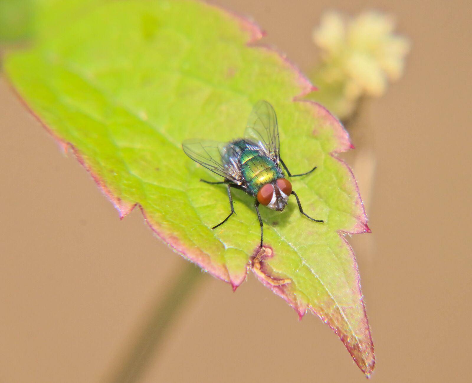Canon EOS 70D sample photo. Fly, insect, nature photography