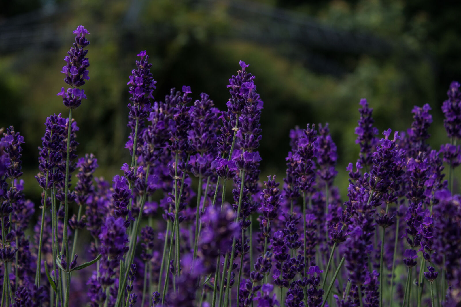 Canon EOS 1200D (EOS Rebel T5 / EOS Kiss X70 / EOS Hi) sample photo. Flower, flowers, lavender photography