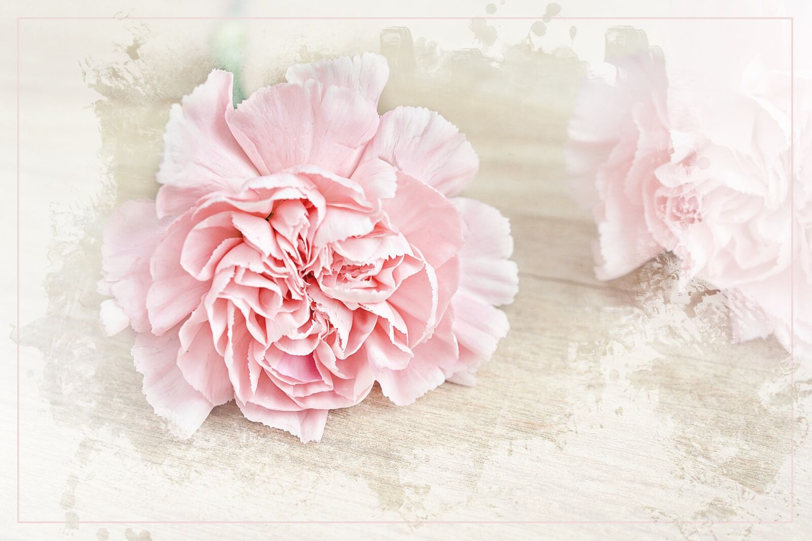 Nikon D7100 sample photo. Flower, carnation, blossom photography