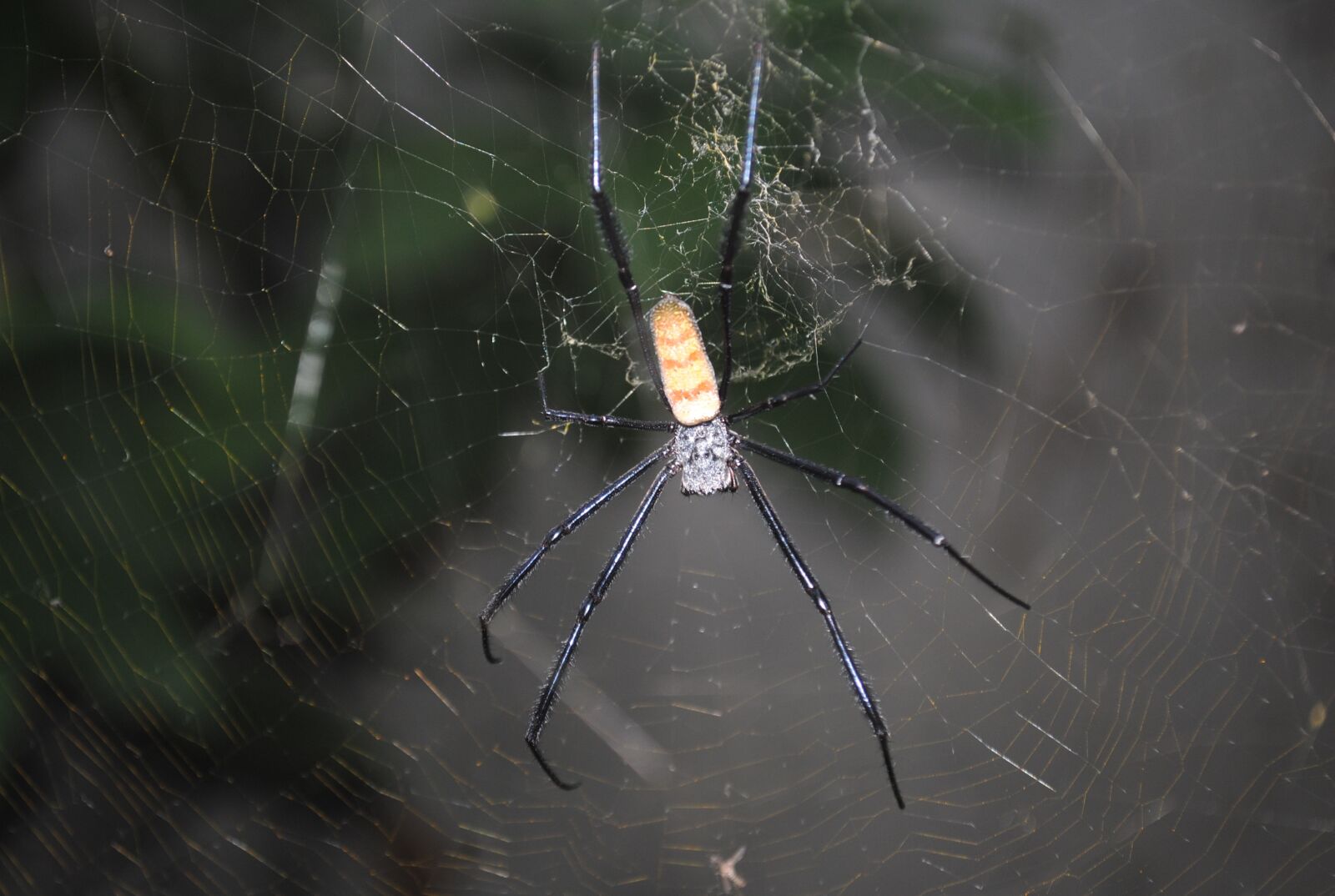 Nikon D3000 sample photo. Spider, spider web, insect photography