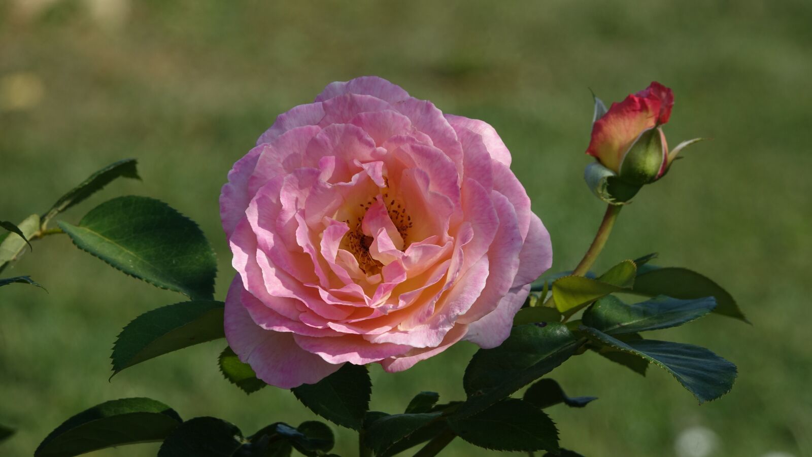 Sony Cyber-shot DSC-RX10 III sample photo. Pink, summer, field photography