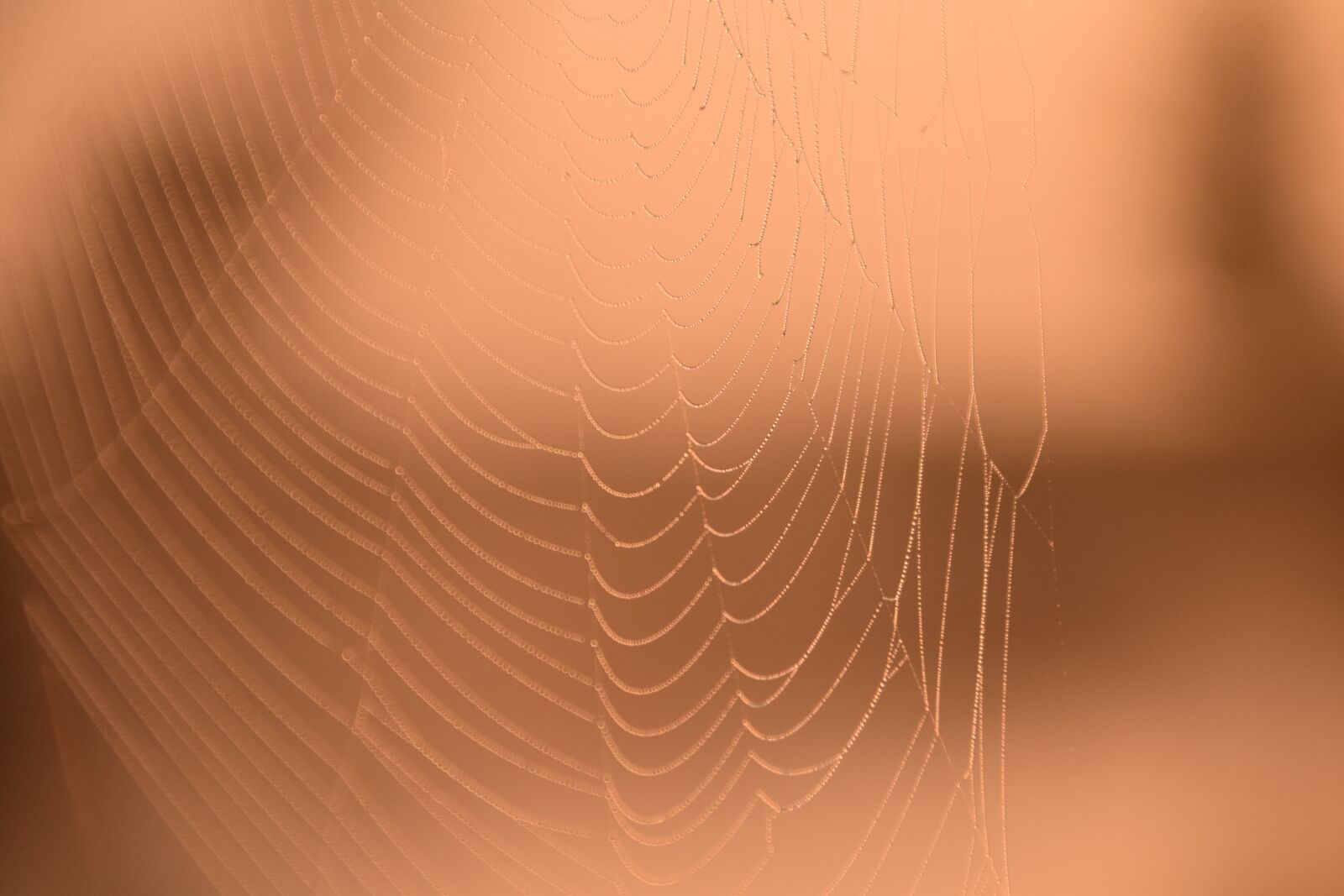Nikon D3300 sample photo. Morgenrot, dew, cobweb photography