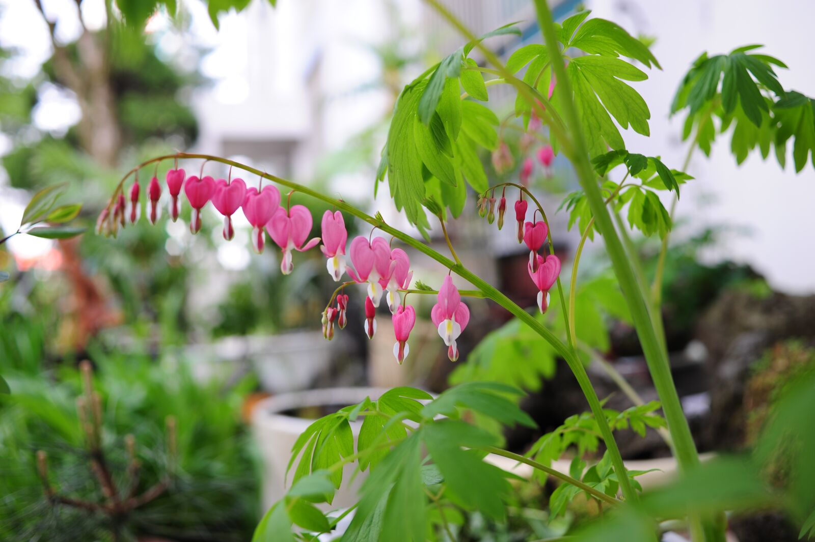 Nikon D700 sample photo. Bleeding heart, flowers, pink photography
