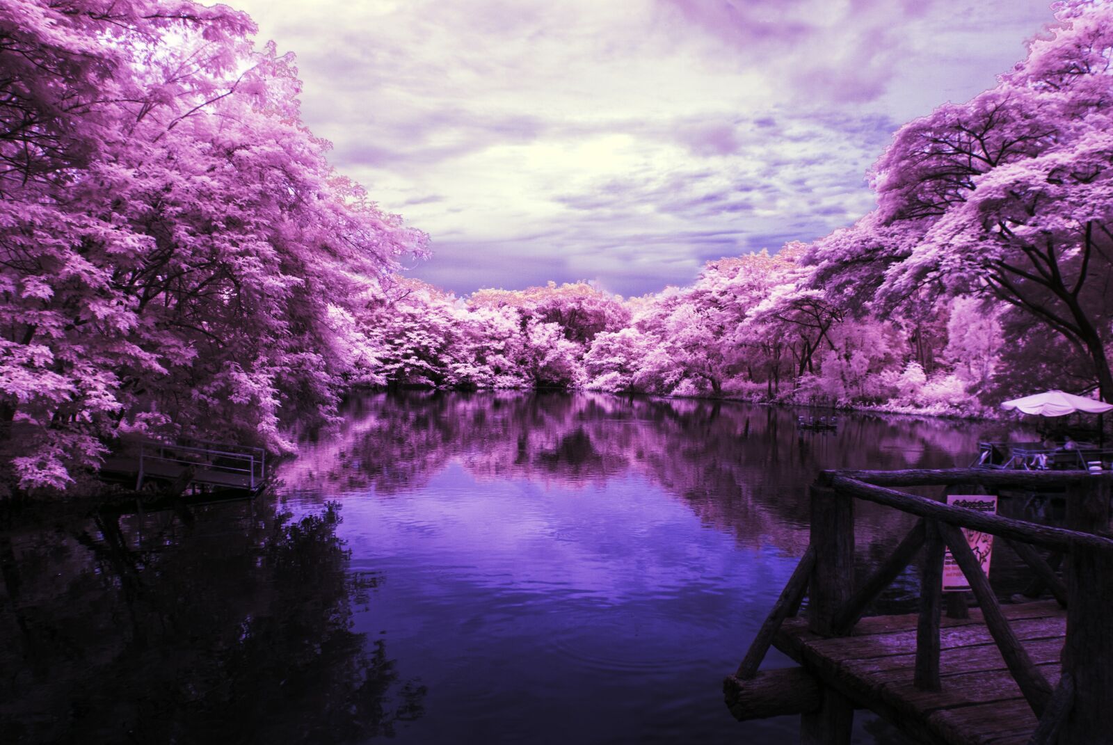 Nikon D40X sample photo. Landscape, lake, purple trees photography