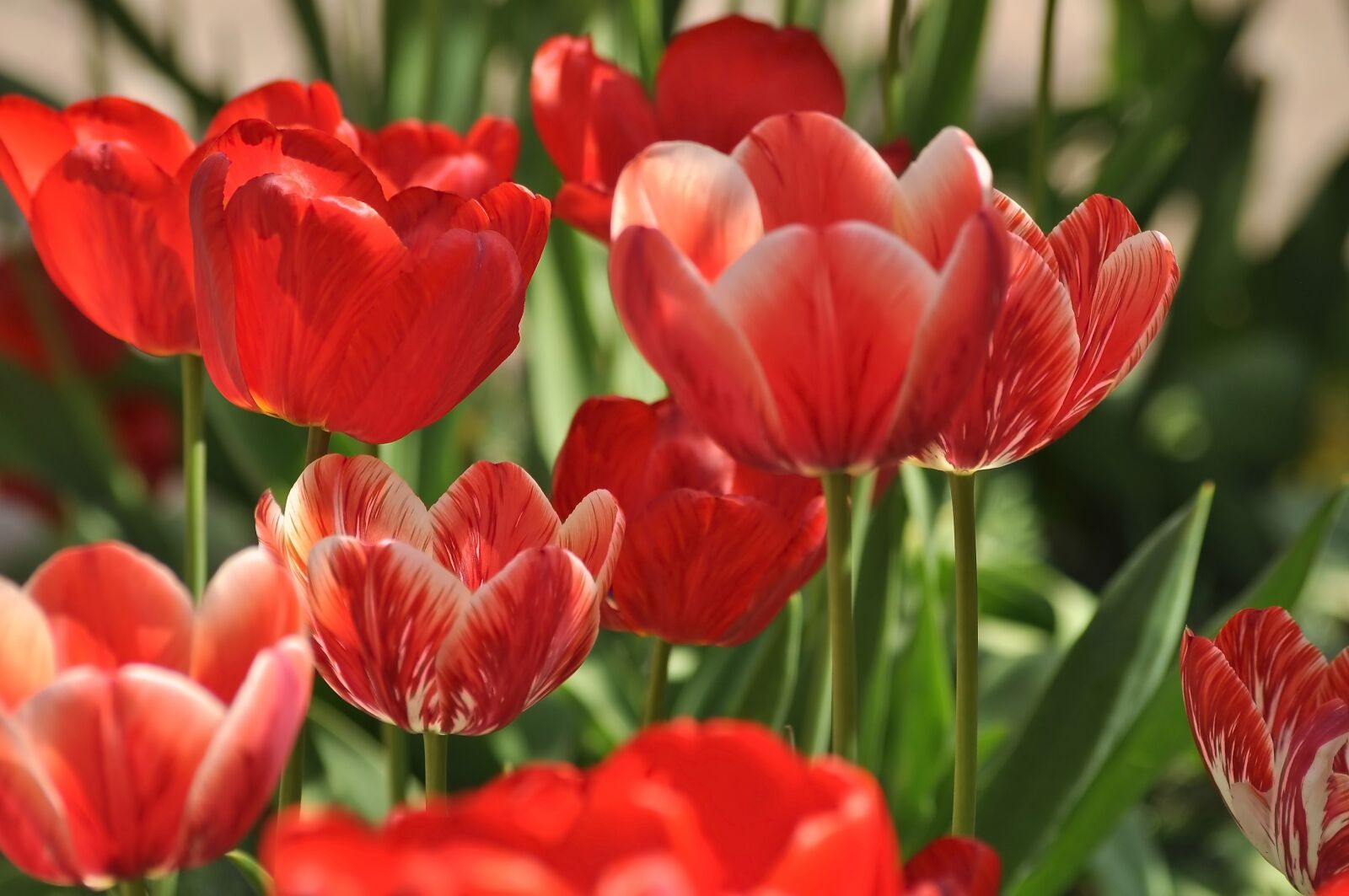 Nikon D90 sample photo. Tulips, flowers, spring photography
