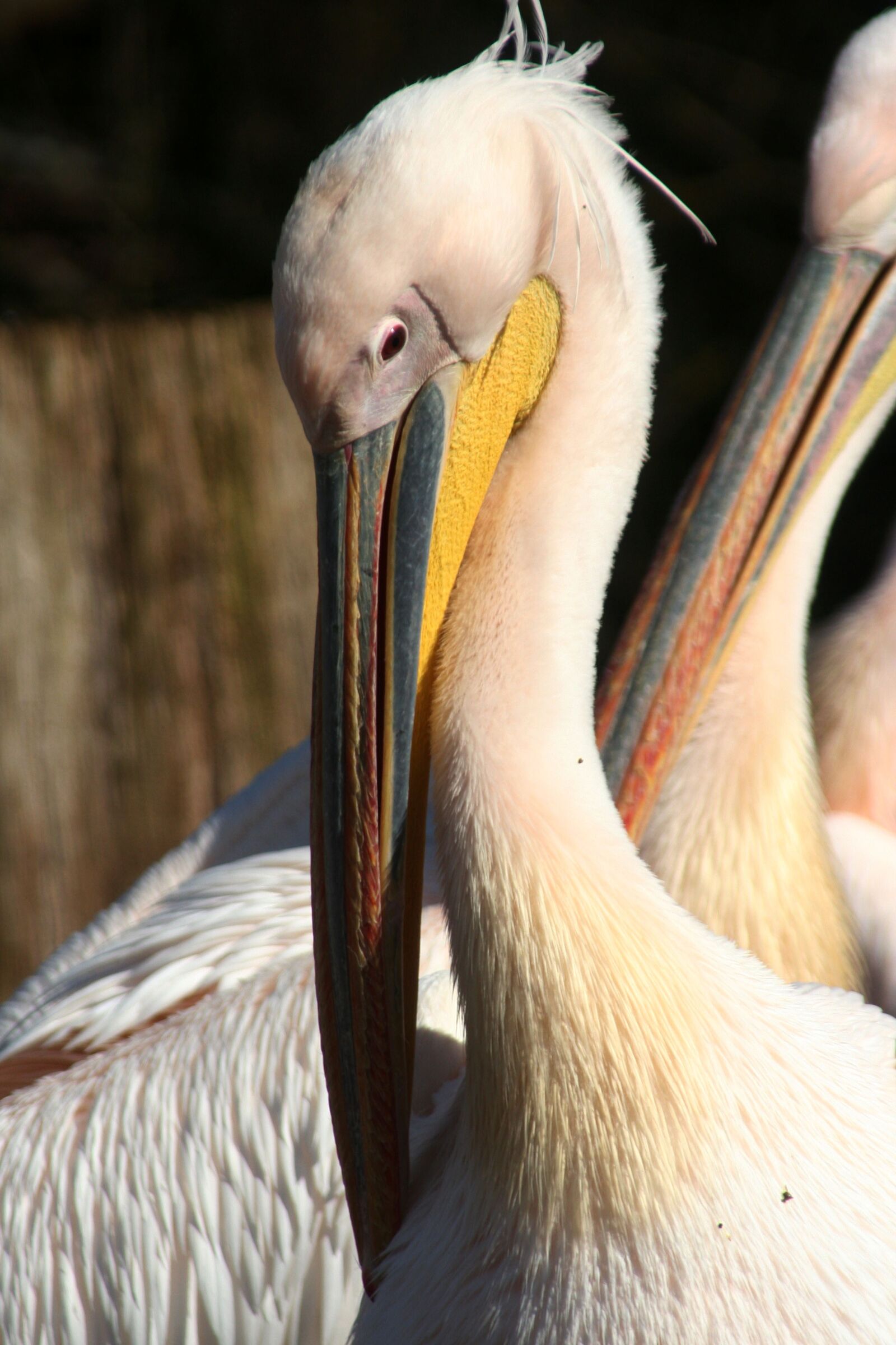 Canon EOS 350D (EOS Digital Rebel XT / EOS Kiss Digital N) sample photo. Pelican, bird, fauna photography