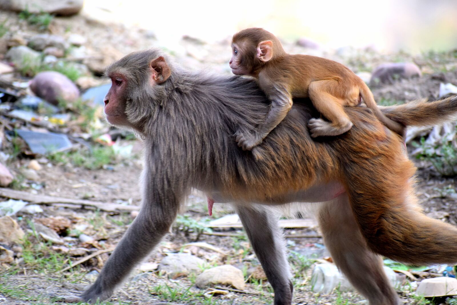 Nikon D3300 sample photo. Wild, animals, monkeys photography
