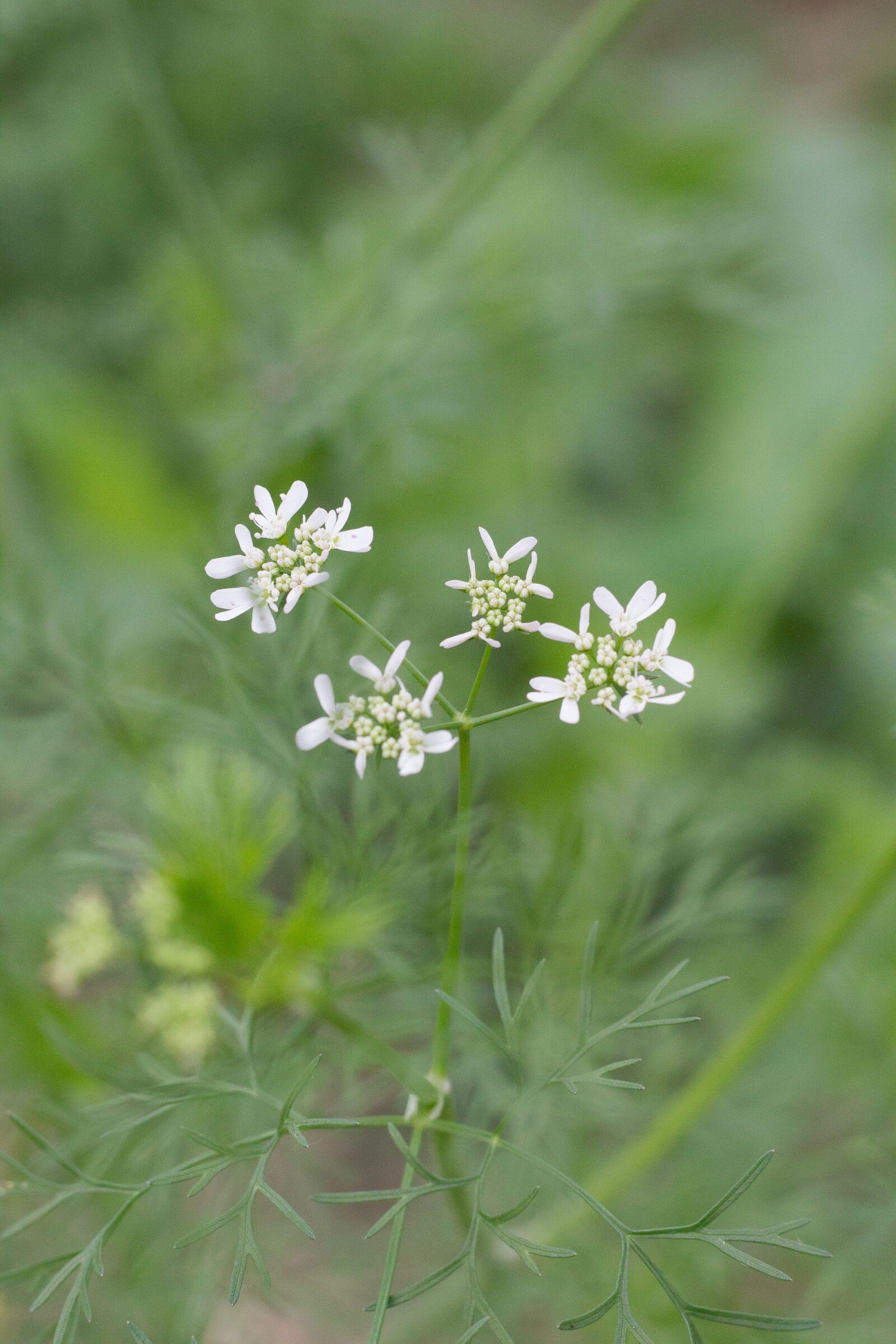 Canon EF 50mm F1.8 STM sample photo. Coriander, cilantro i, cilantro photography