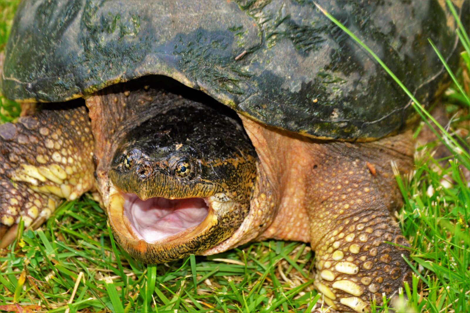 Nikon D7100 sample photo. Turtle, snapping turtle, snapping photography