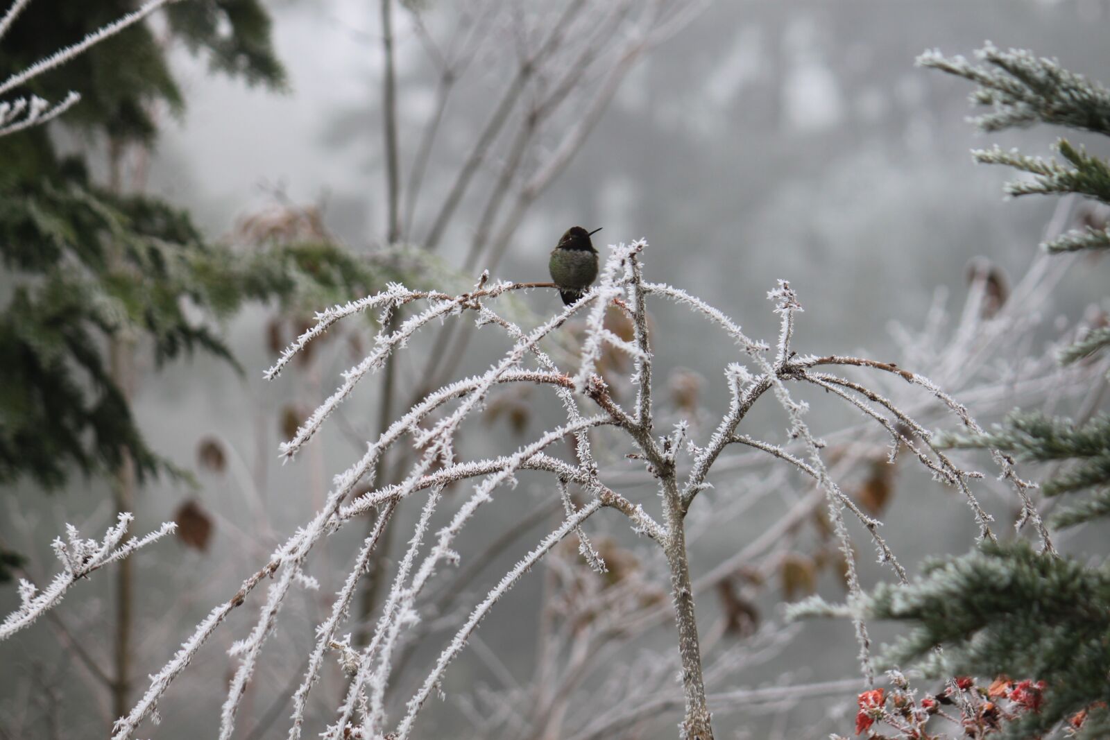 Canon EOS 500D (EOS Rebel T1i / EOS Kiss X3) sample photo. Frost, winter, nature photography