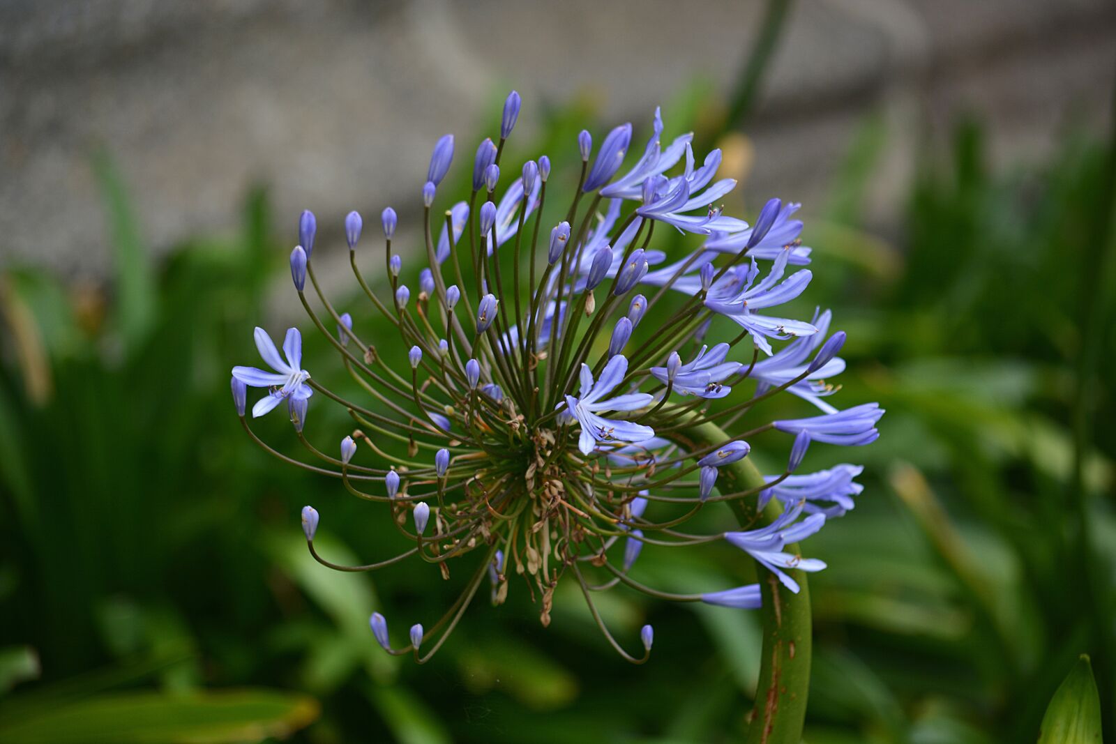 Nikon D5200 sample photo. Bloom, blossom, flowers photography
