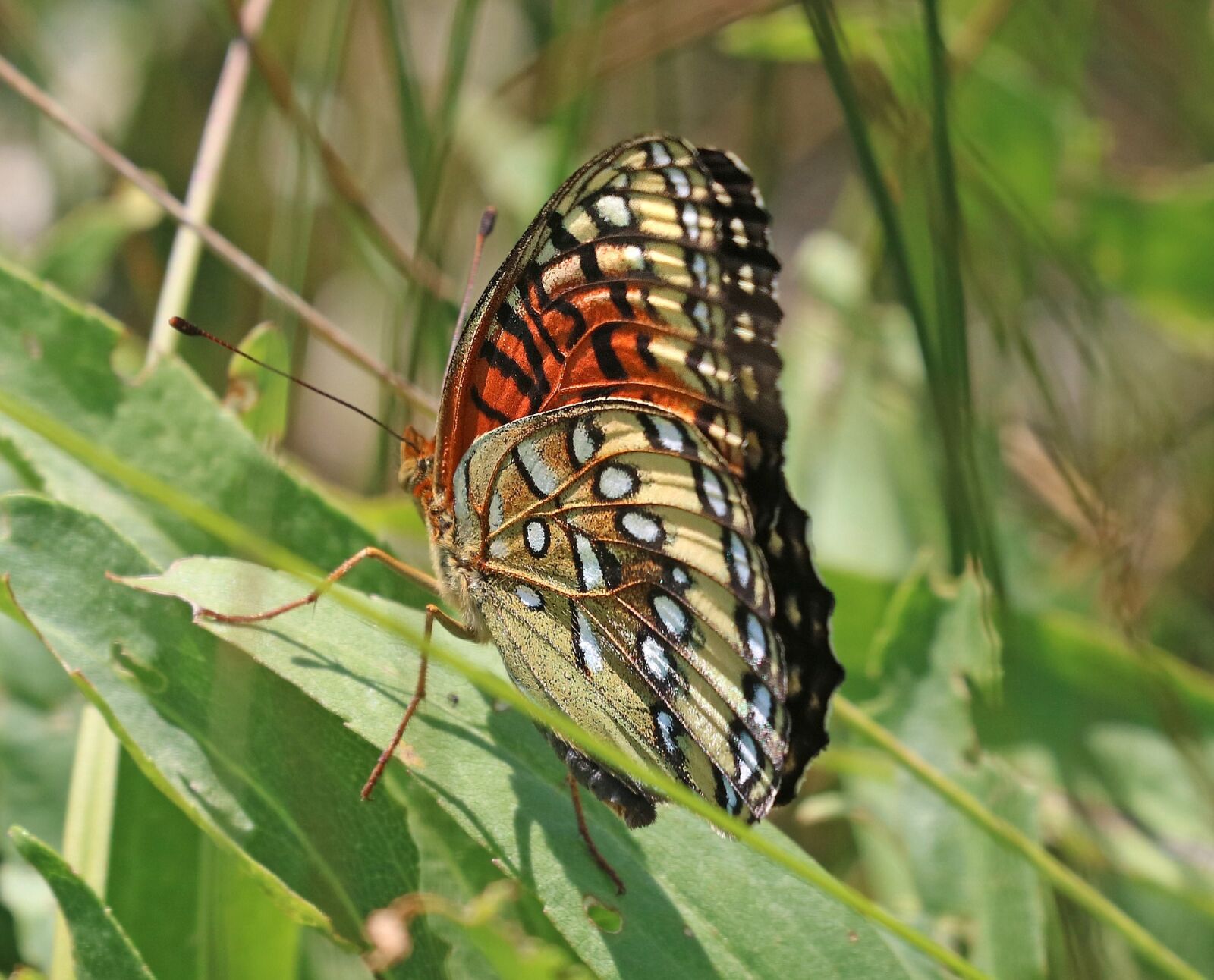 Canon EOS 750D (EOS Rebel T6i / EOS Kiss X8i) sample photo. Fritillary nokomis, butterfly, plant photography