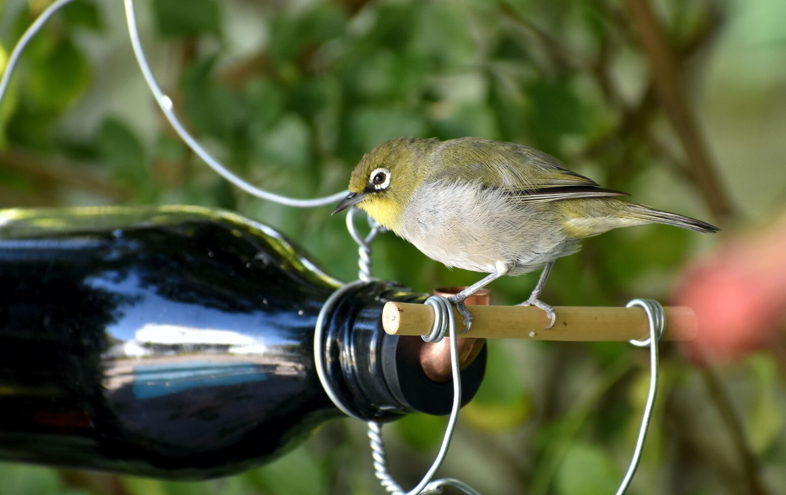Nikon D5500 sample photo. Bird, drinker, white-eye photography