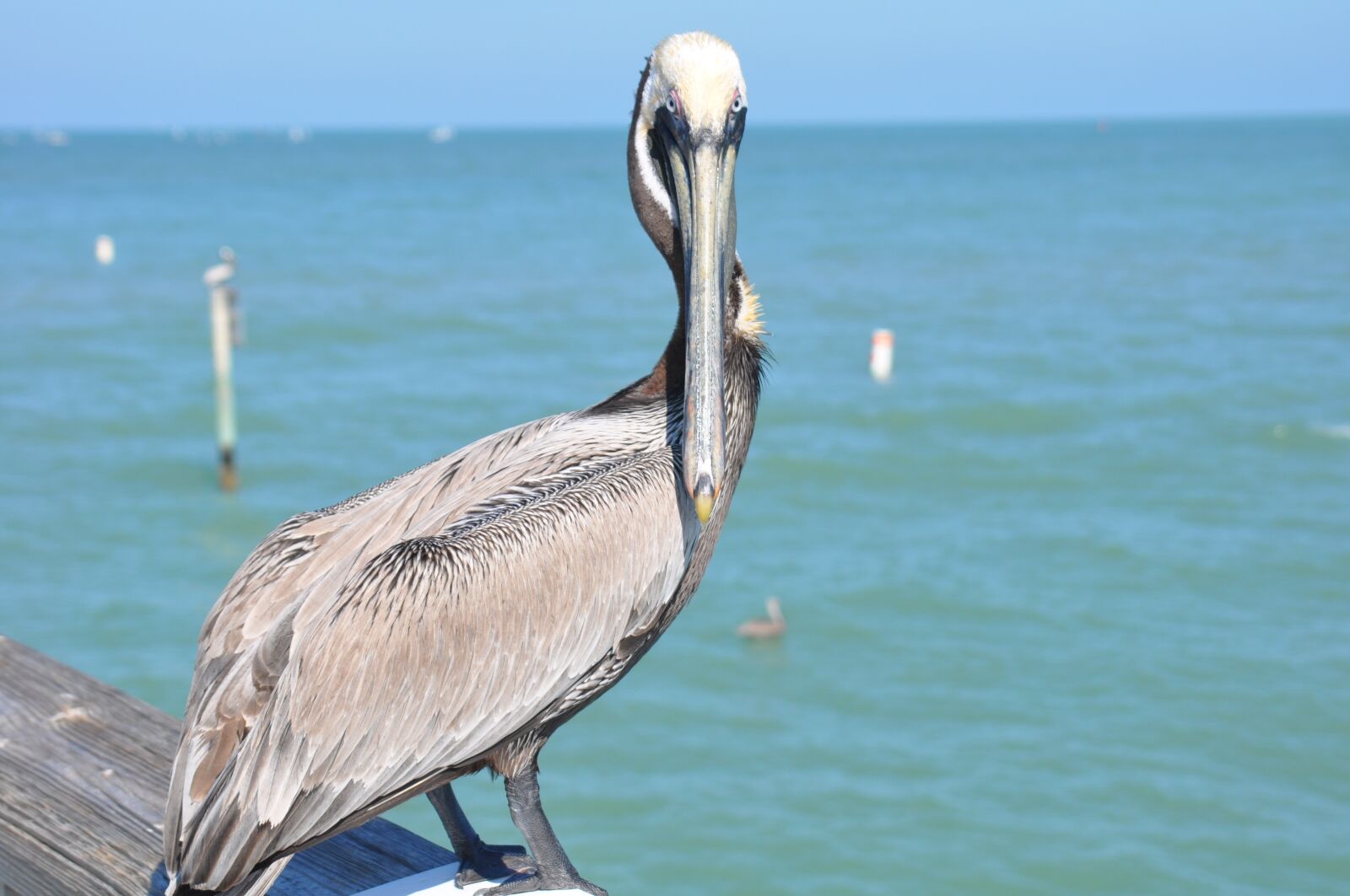 Nikon D90 sample photo. Florida, pelican, bird photography