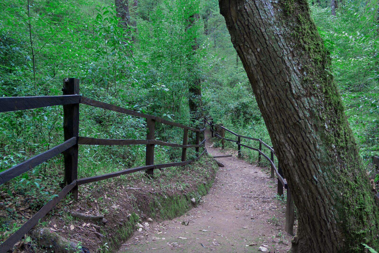 Canon EOS 1000D (EOS Digital Rebel XS / EOS Kiss F) sample photo. Forest, road, trees photography