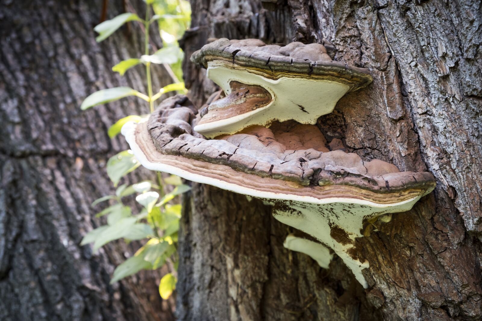 Fujifilm XF 18-55mm F2.8-4 R LM OIS sample photo. Tree, mushroom, tree fungus photography