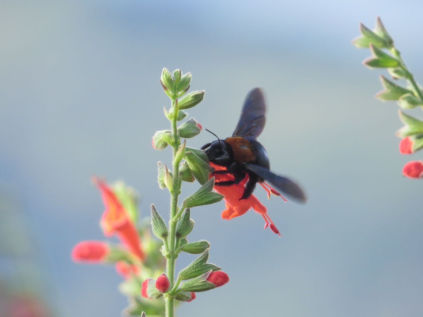 Canon PowerShot SX50 HS sample photo. Flower, bee, dawn photography