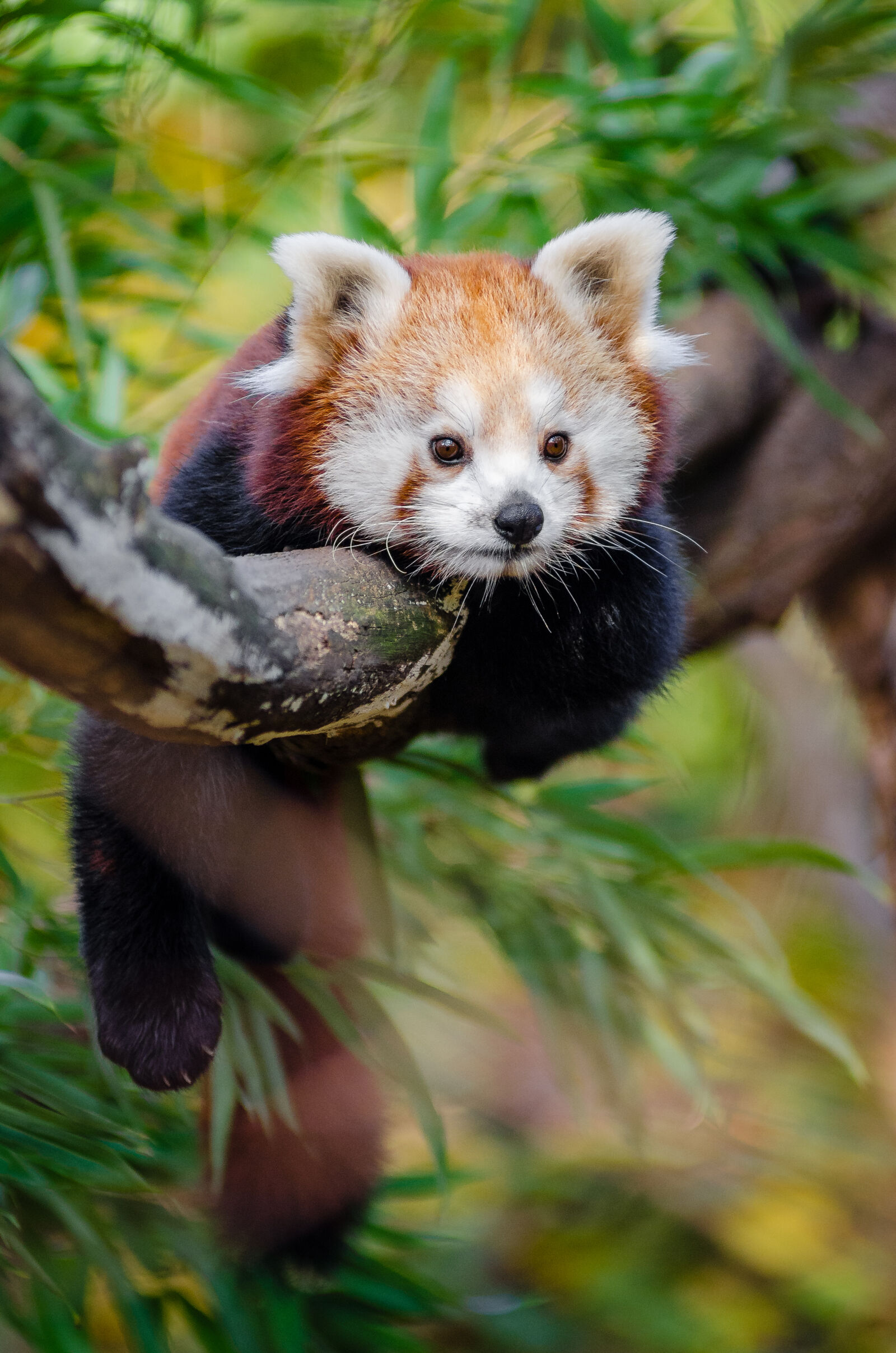AF Zoom-Nikkor 80-200mm f/2.8 ED sample photo