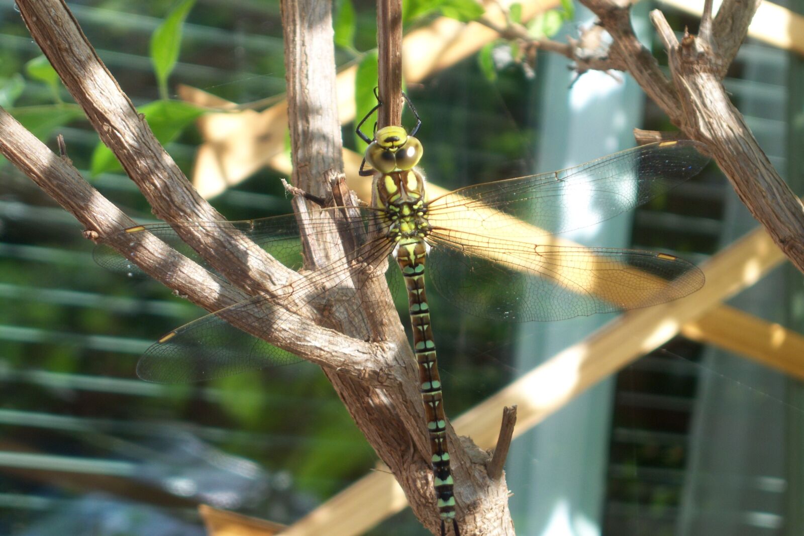 Kodak EASYSHARE V803 ZOOM DIGITAL CAMERA sample photo. Dragonfly, insect, close up photography