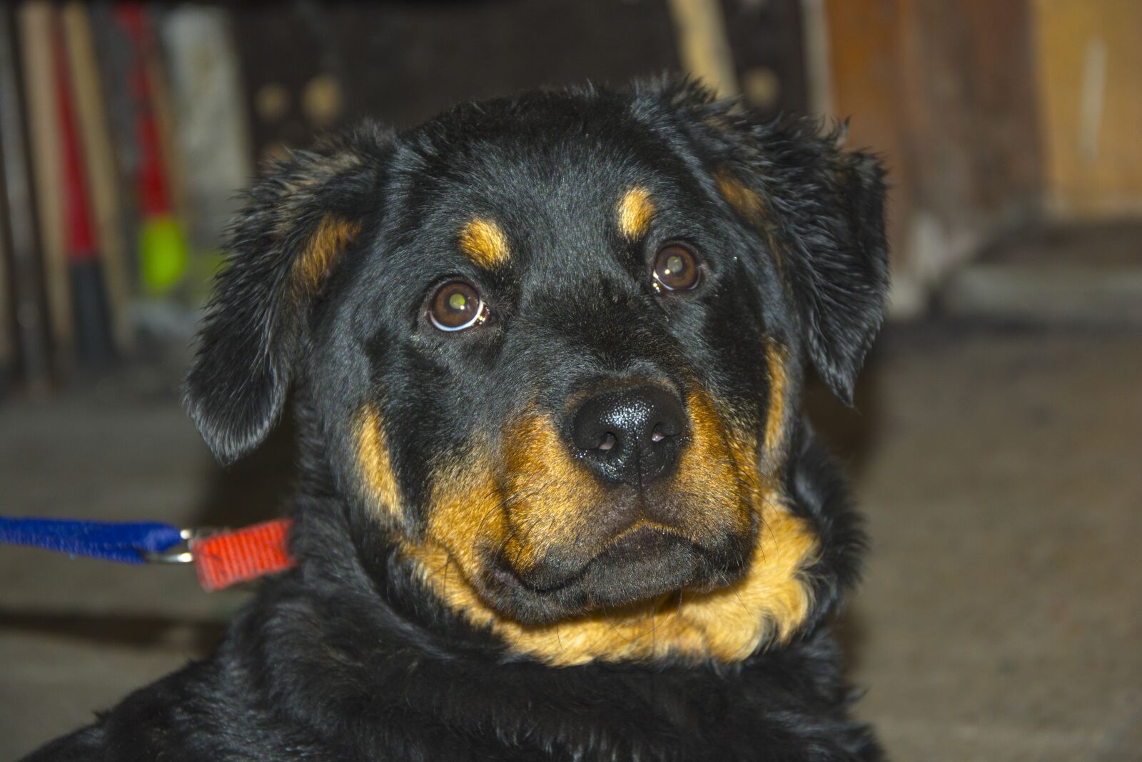 Nikon D5200 sample photo. Dog, mammals, canine photography