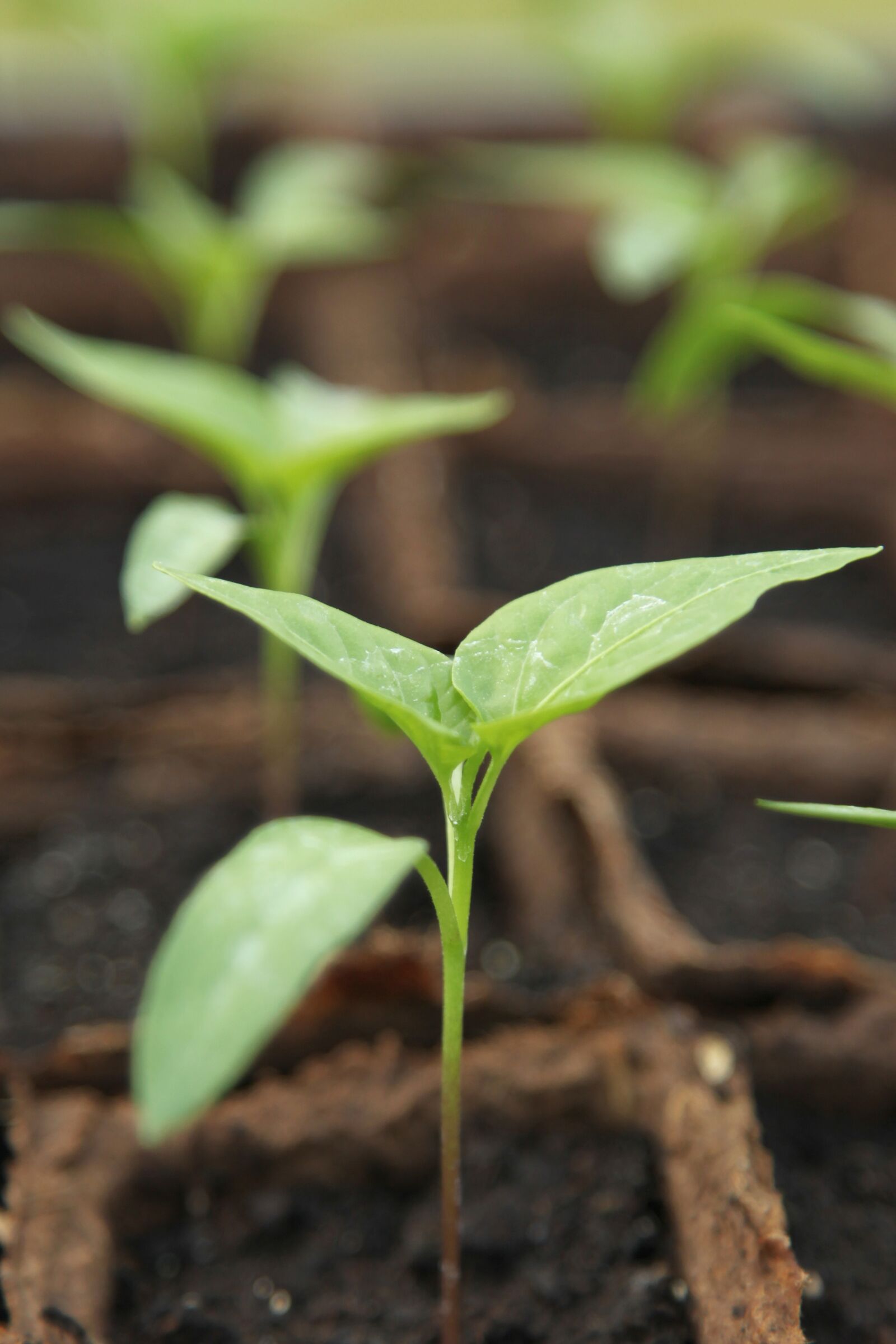Canon EOS 5D Mark II sample photo. Seedling, gardening, greenhouse photography
