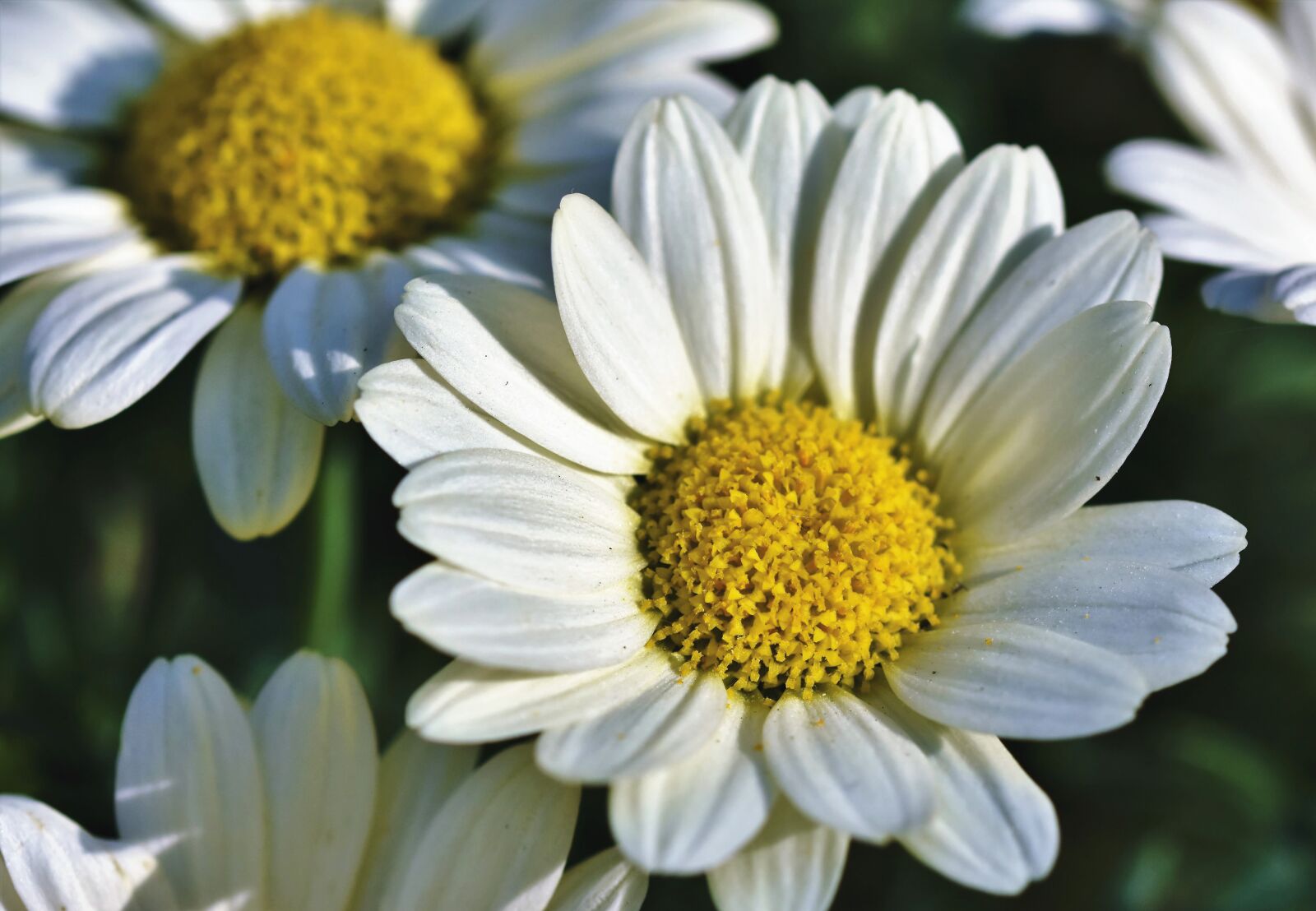 Nikon D7200 sample photo. Margarite, flower, blossom photography